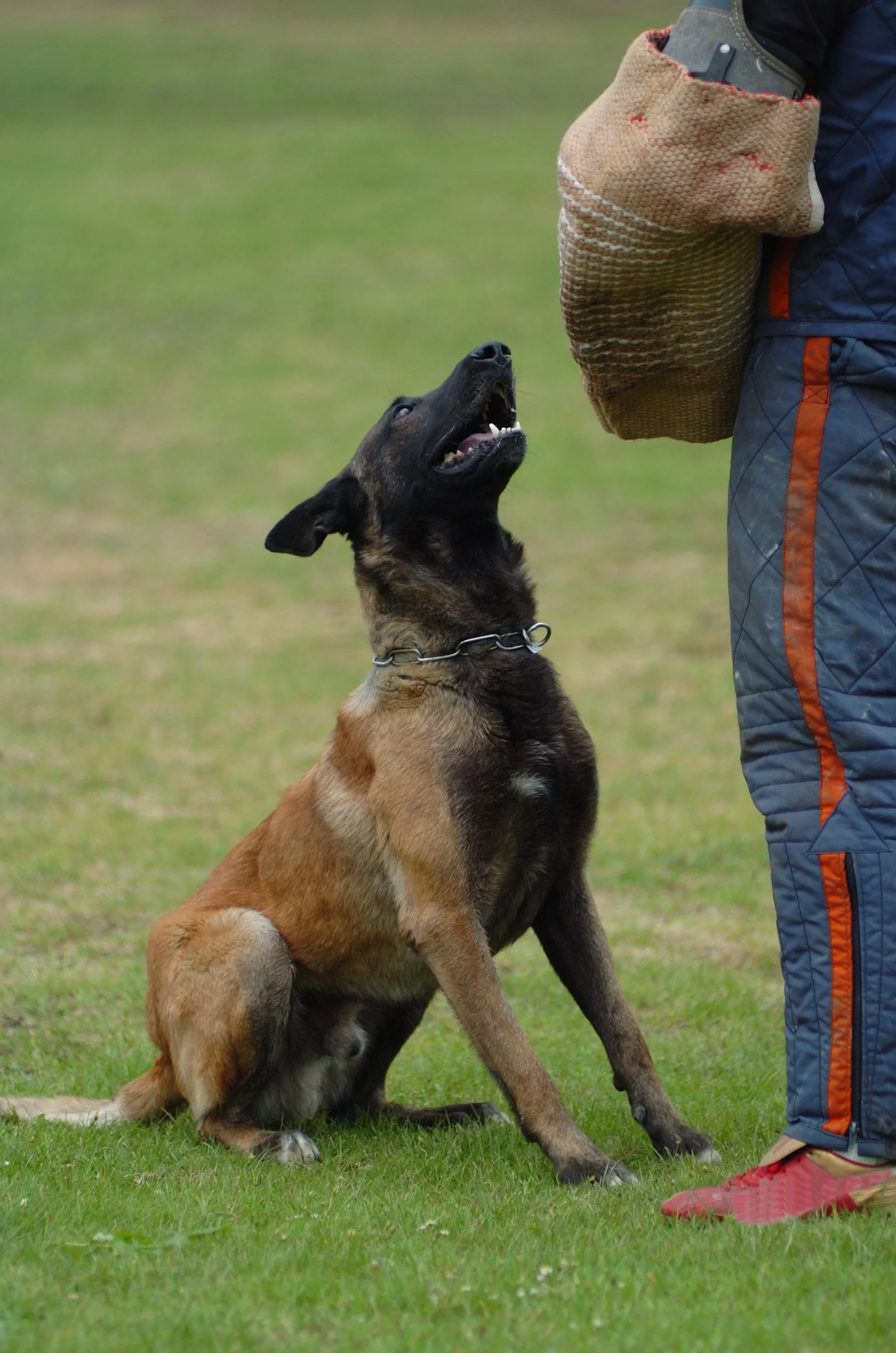 A Belgian Malinois dog sitting on grass, looking up at a person holding a bite sleeve during training.