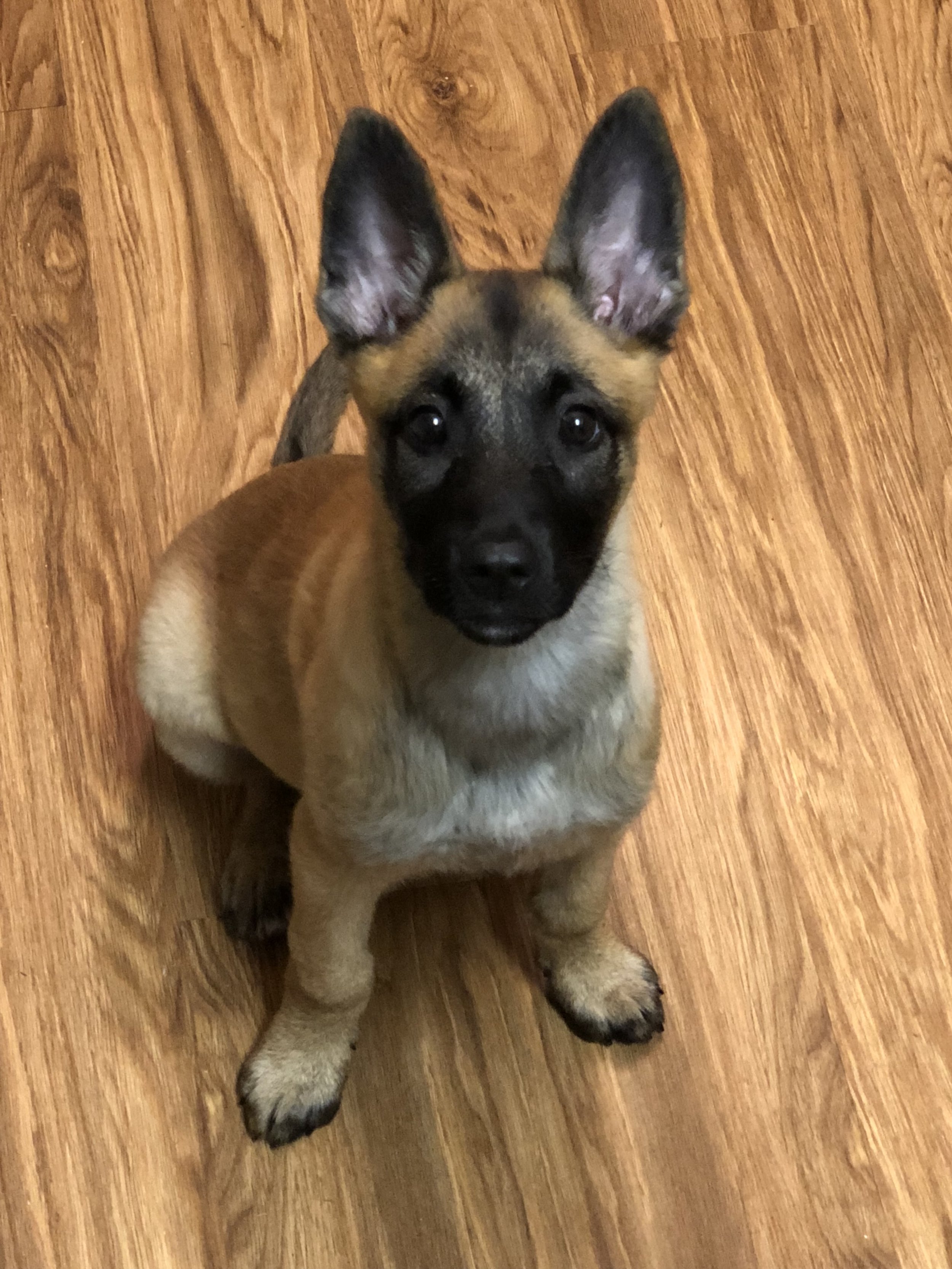 A young Belgian Malinois puppy sitting on a wooden floor, looking up at the camera with alert ears and dark eyes.