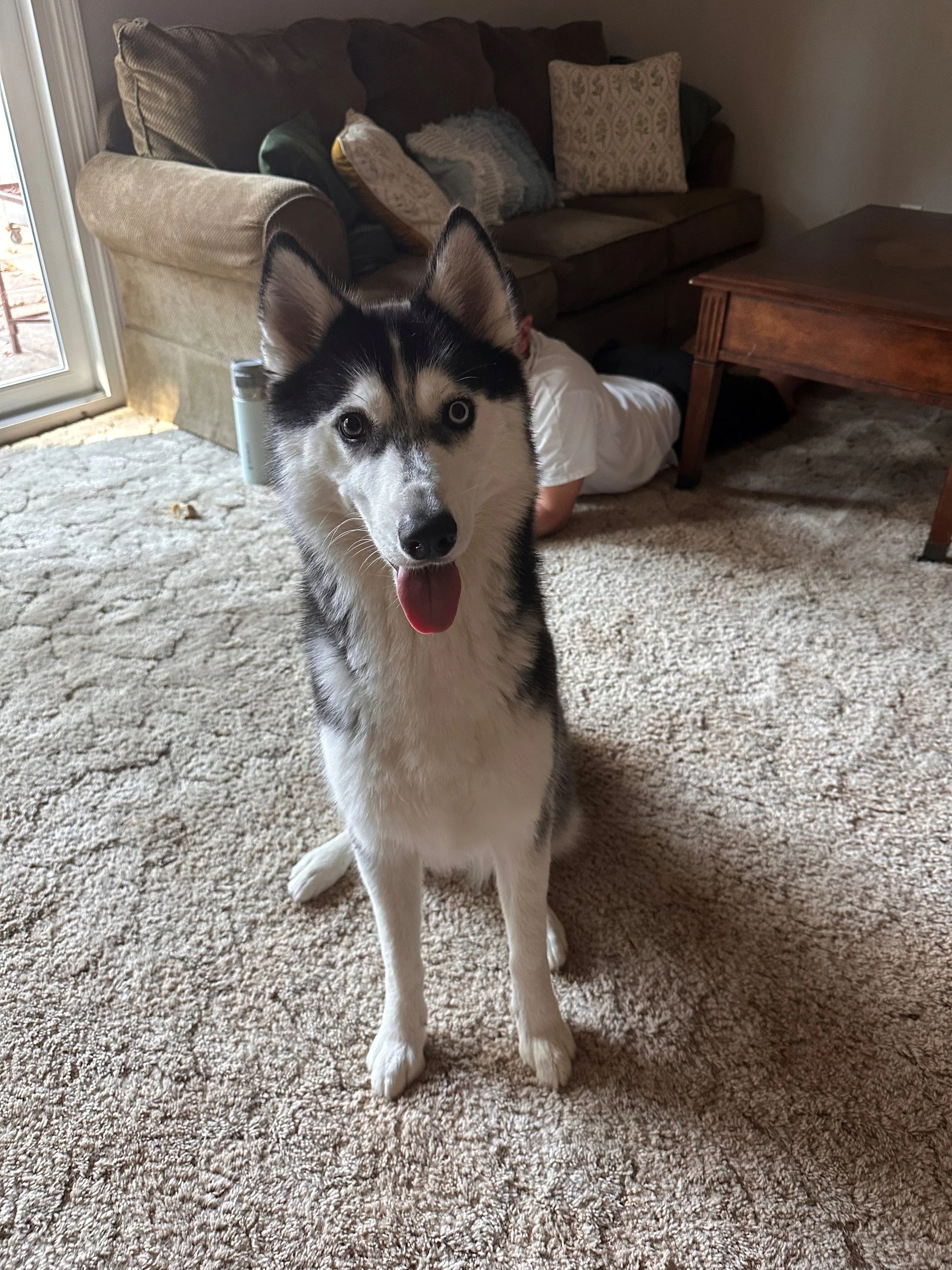 A young husky dog with blue eyes sitting on a beige carpet in a living room, looking directly at the camera with its tongue out.
