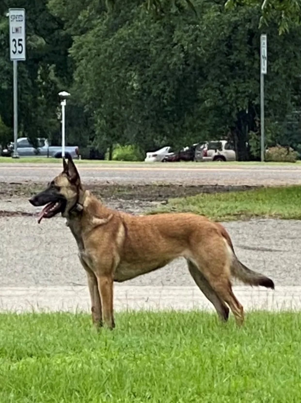 A Belgian Malinois dog standing on grass near a street, with trees, parked cars, and street signs in the background.