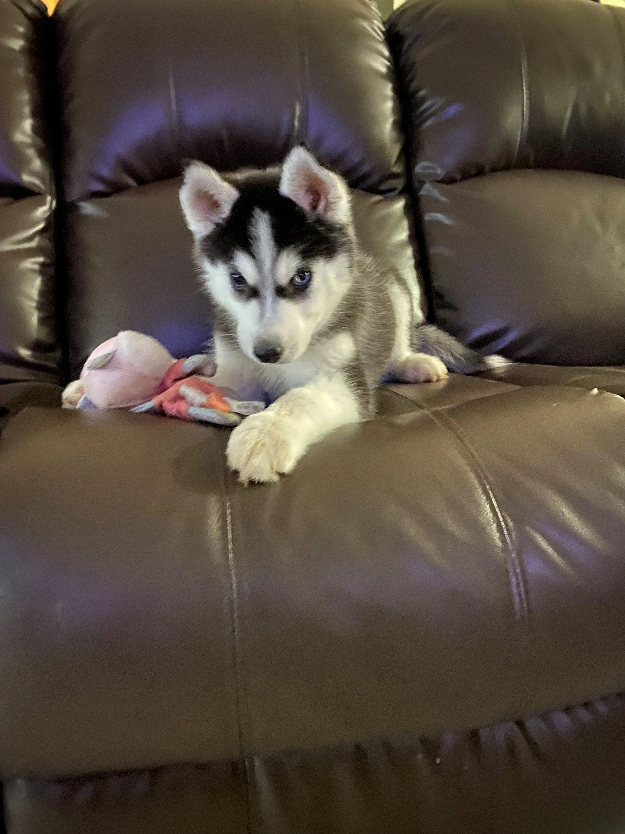 A cute Siberian Husky puppy with blue eyes lying on a brown leather couch next to a stuffed toy.