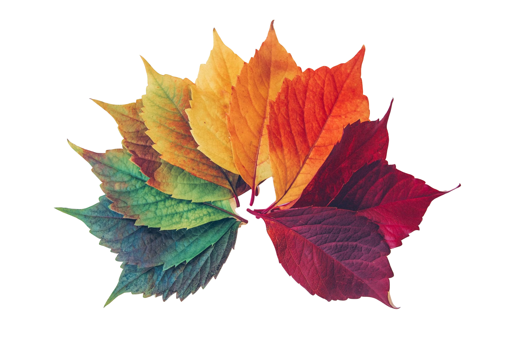 A collection of multicolored autumn leaves arranged in a fan shape with reds, oranges, yellows, greens, and browns.