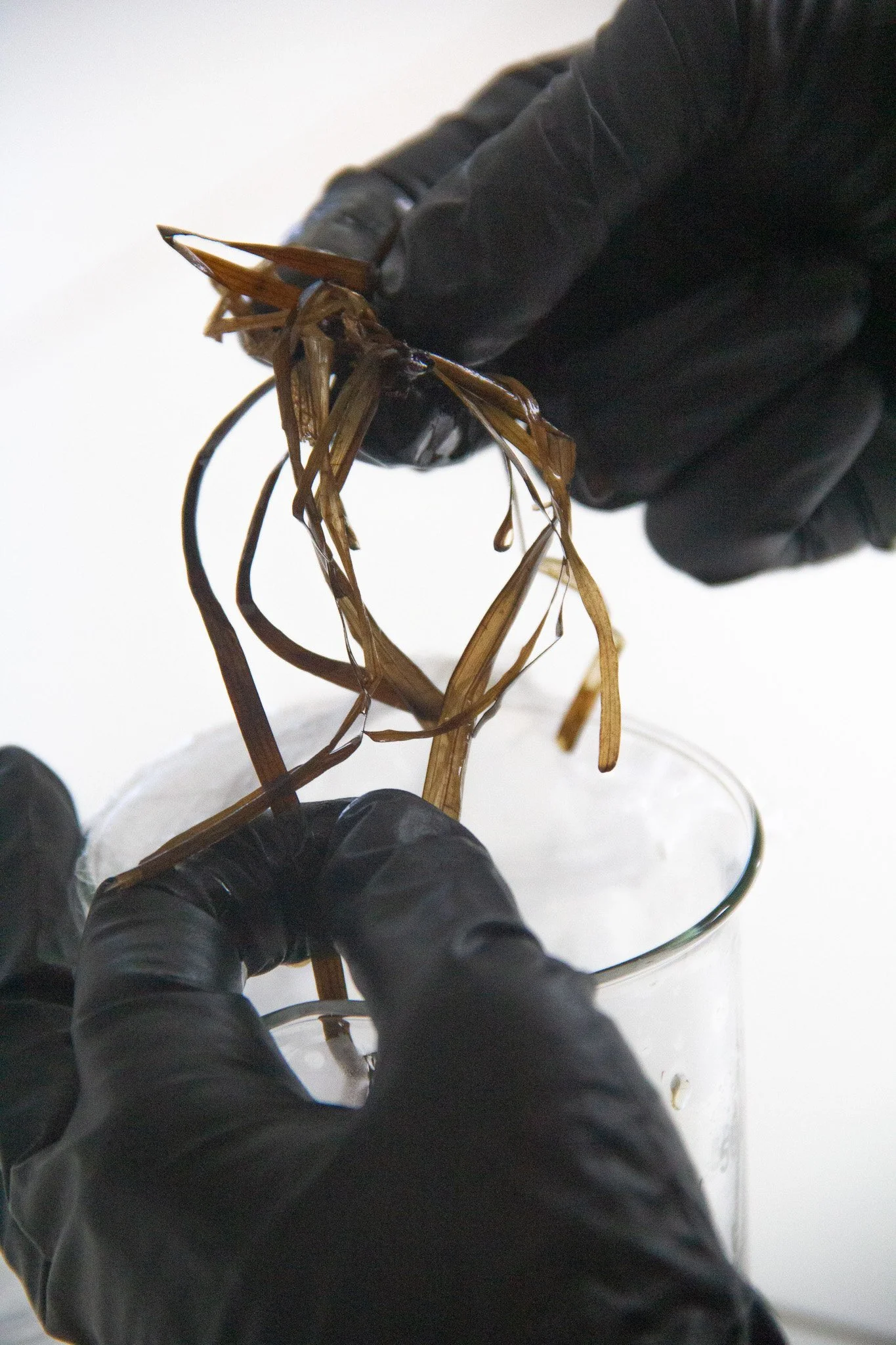 Our scientist wearing black gloves holding seagrass over a glass container.