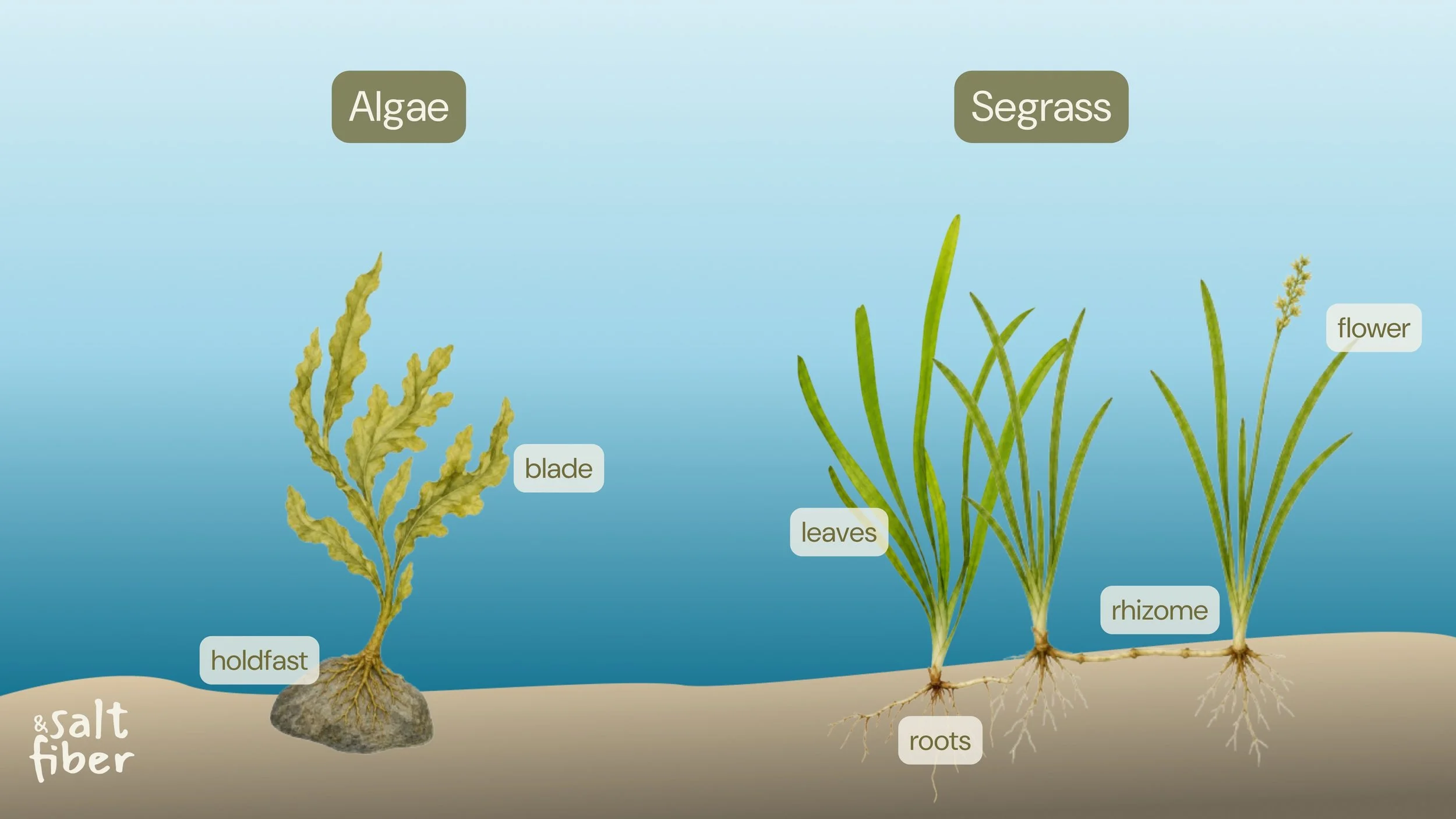 Wait, it&rsquo;s WHAT? 🌿

Seagrass is NOT algae. We know, it&rsquo;s confusing.

Here&rsquo;s the thing: seagrass is a flowering plant. It has roots, leaves, rhizomes, and even flowers. It grows in the sea, but it&rsquo;s as much a plant as the gras