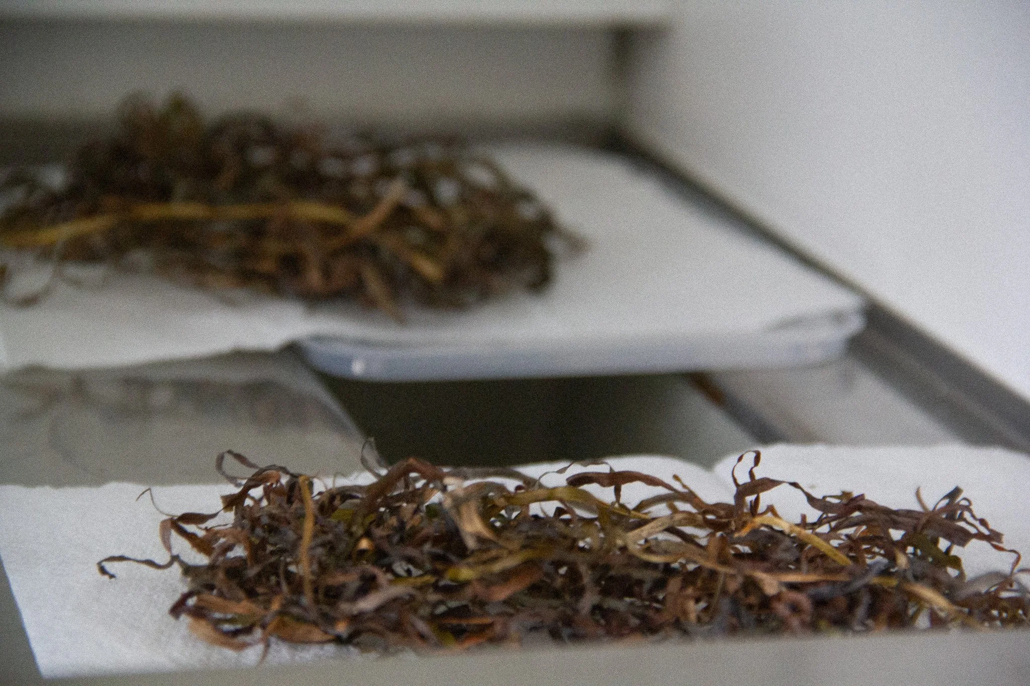 Dried seaweed on white paper towels and white plates in our lab.