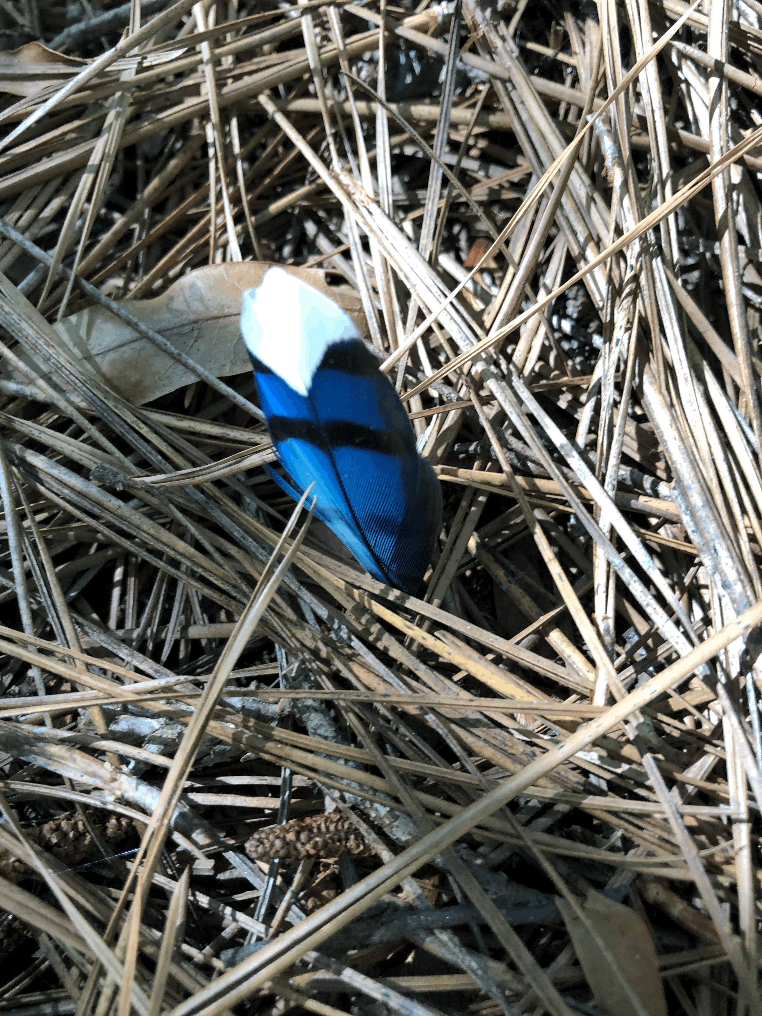 Grief and Mediumship