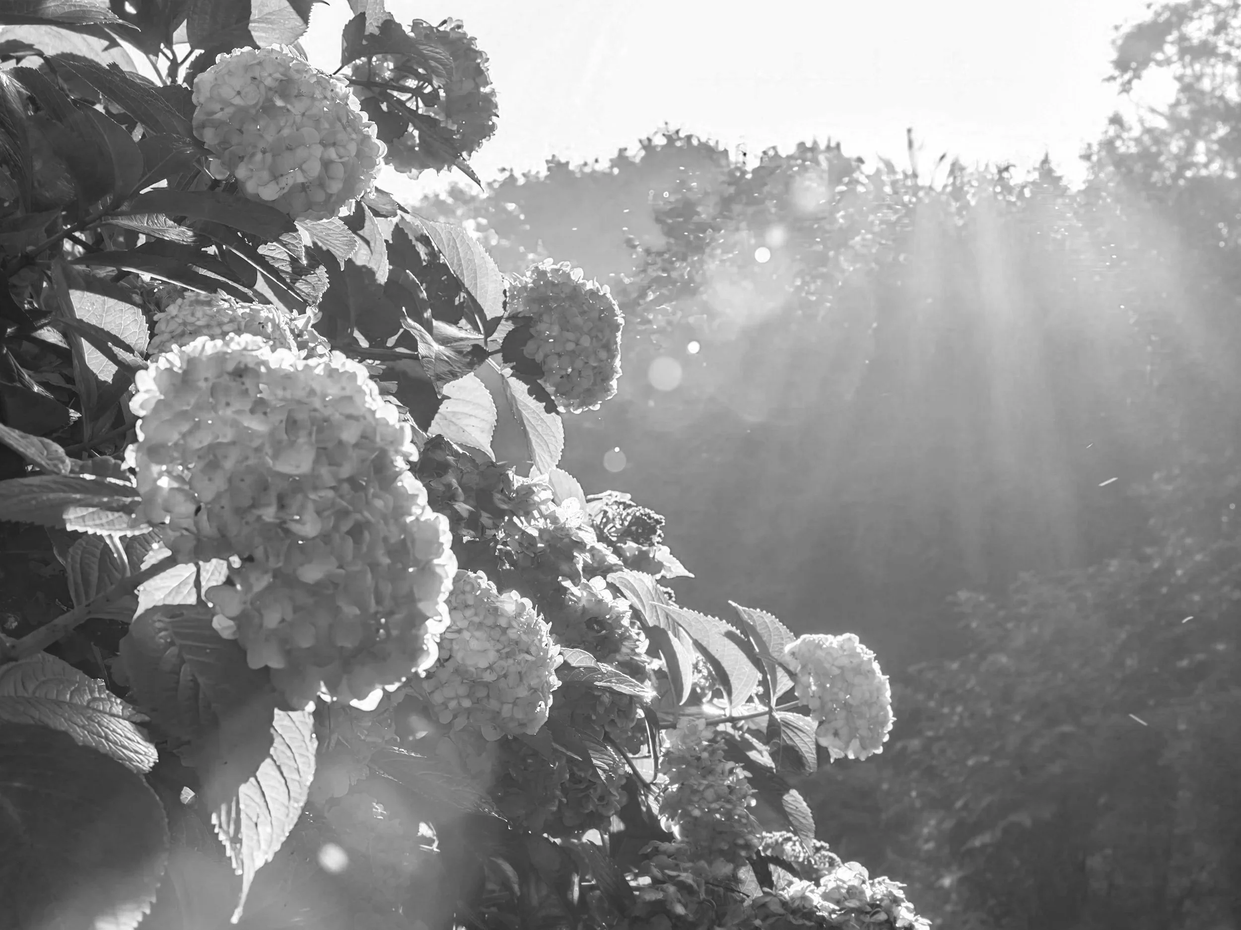Black and white photo of cluster hydrangea flowers with sunlight filtering through the leaves.