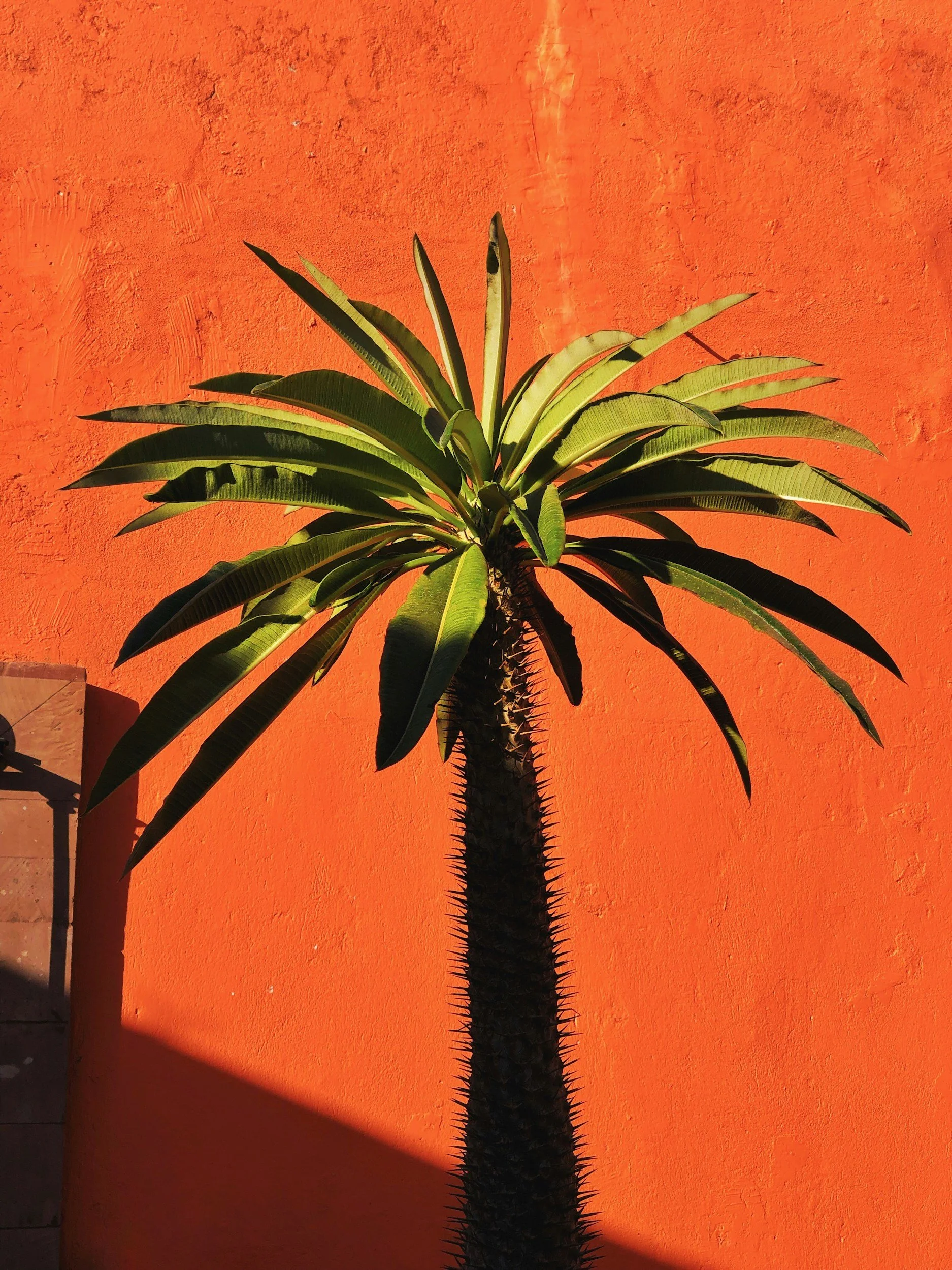 A tall cactus plant with long leaves in front of a textured orange wall.