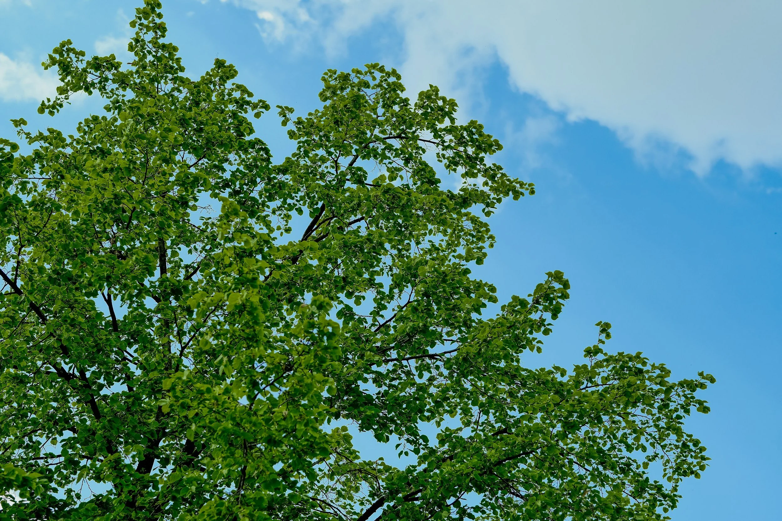 Green tree with dense leaves against a blue sky with some clouds.