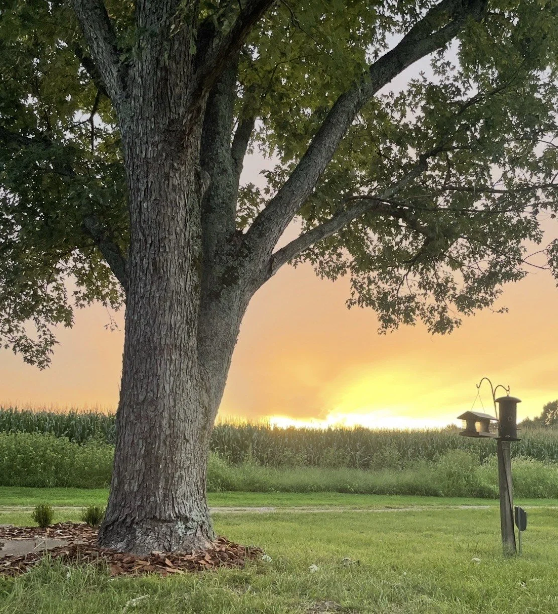 A large tree with green leaves on a grassy lawn at sunset or sunrise, with a bird feeder standing nearby and a field of crops in the background.