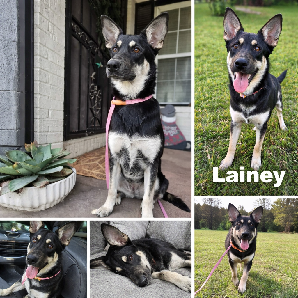 Lainey  Petfinder page