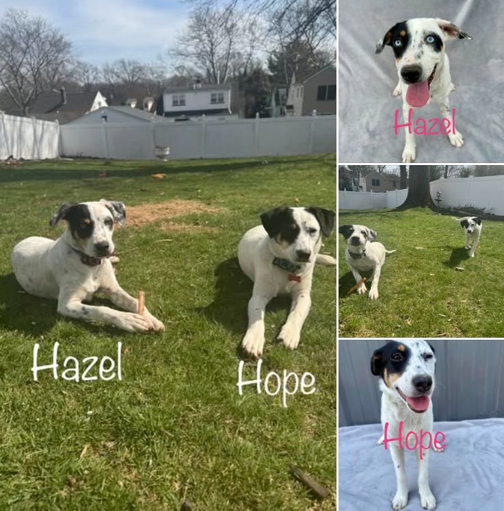 Hope Petfinder