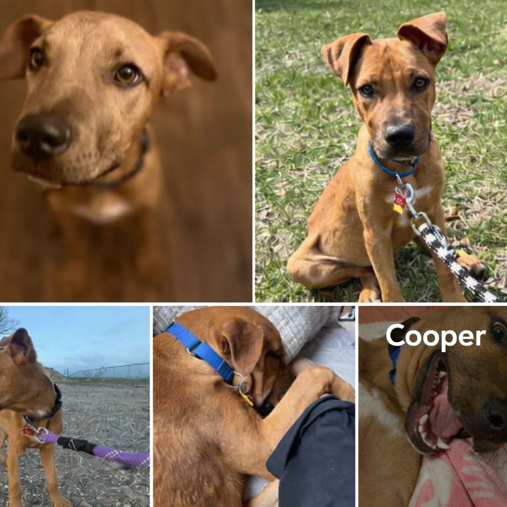 Cooper