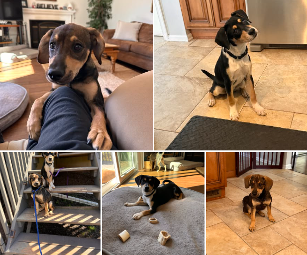 Sugar & Shiloh