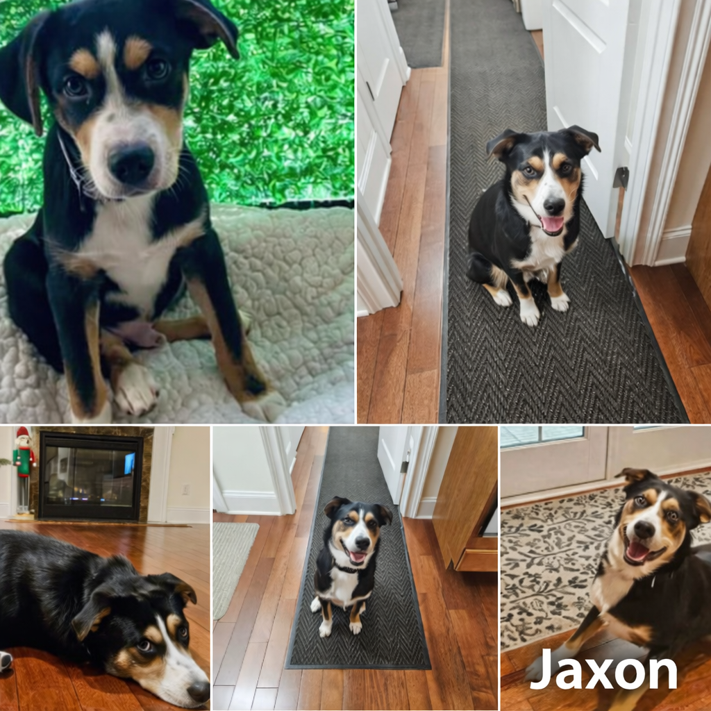 Jaxon Petfinder