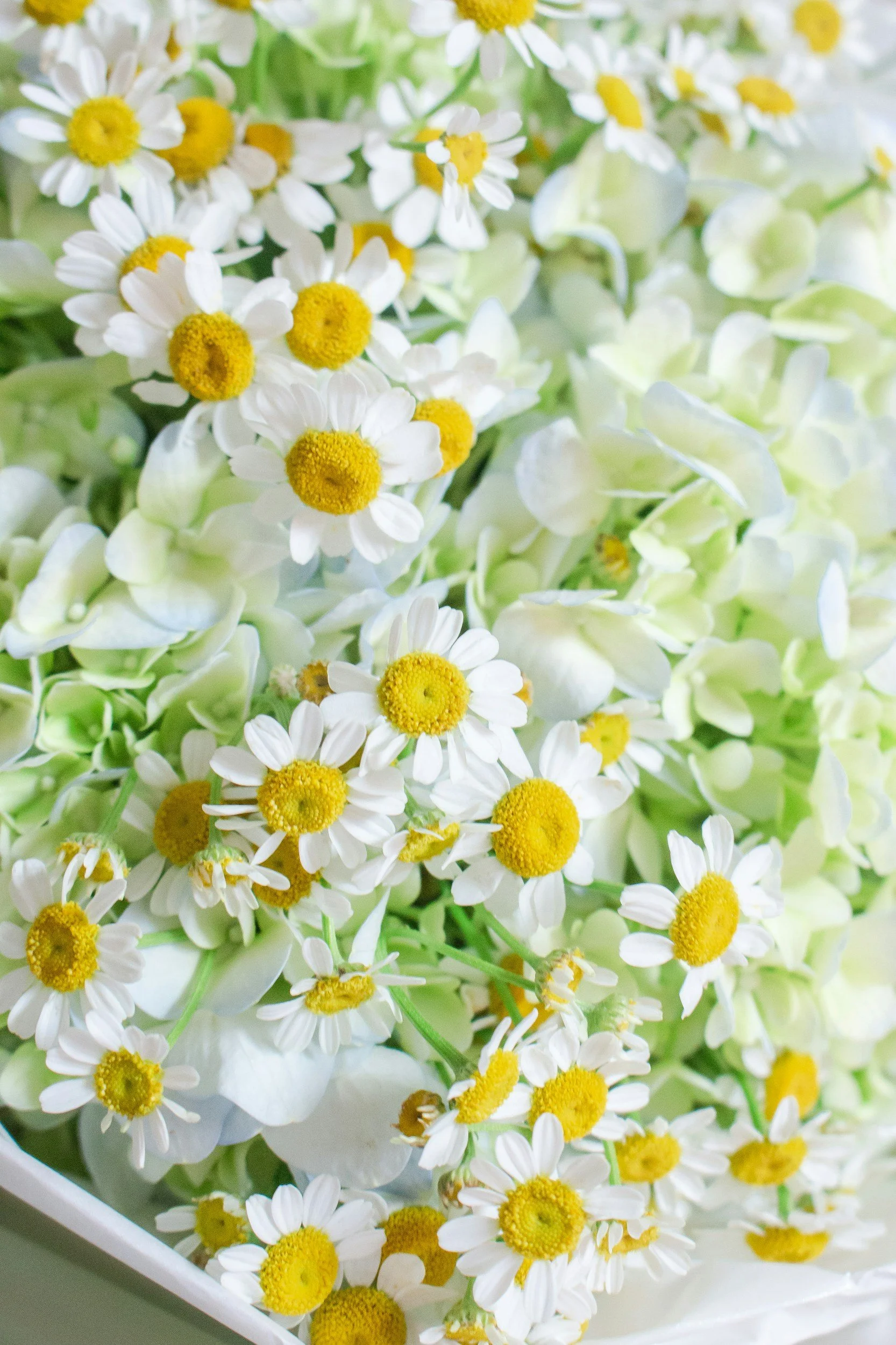 Close-up of a bouquet with white daisies with yellow centers and white hydrangeas.