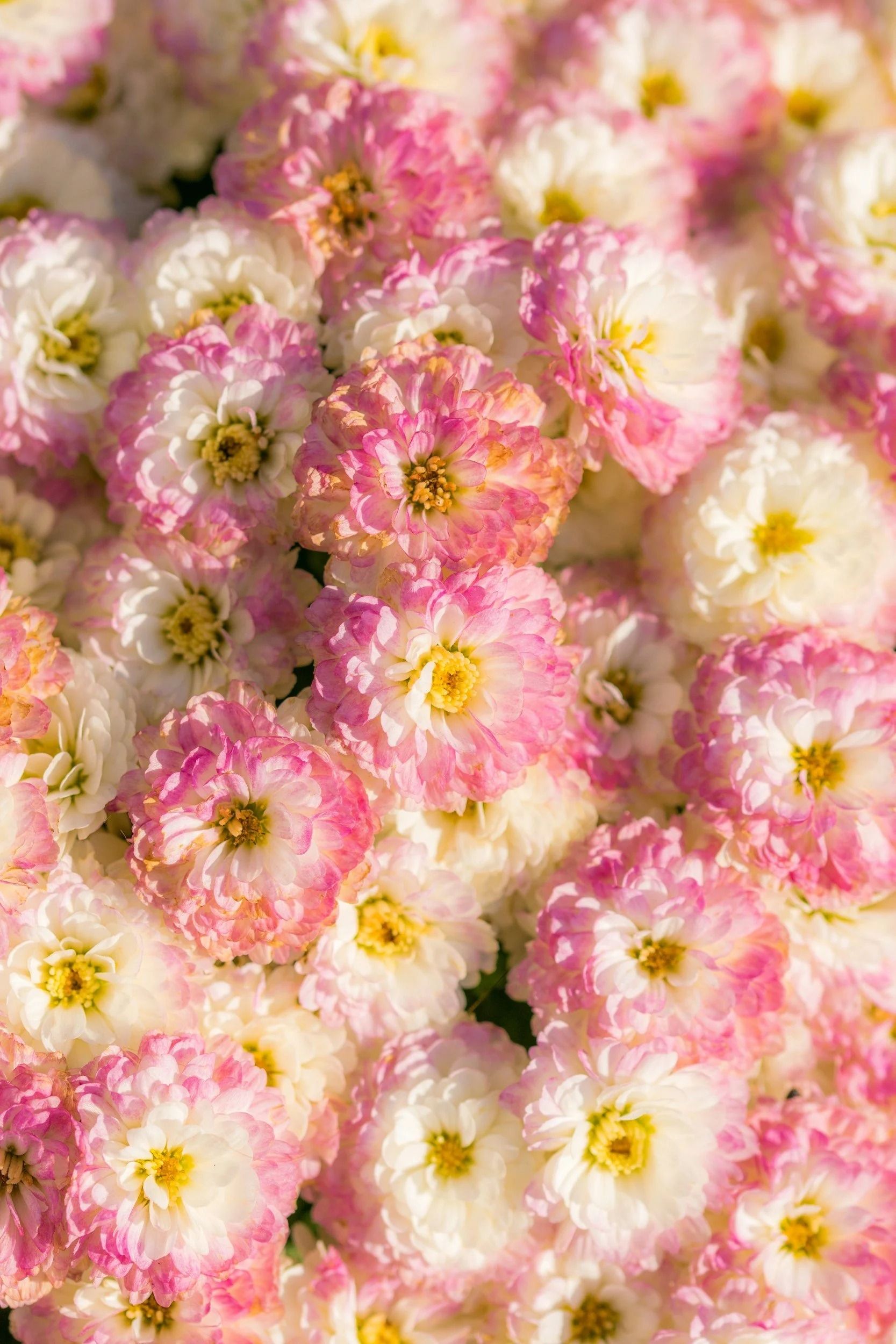 A close-up of many small, layered flowers in shades of pink and white with yellow centers.