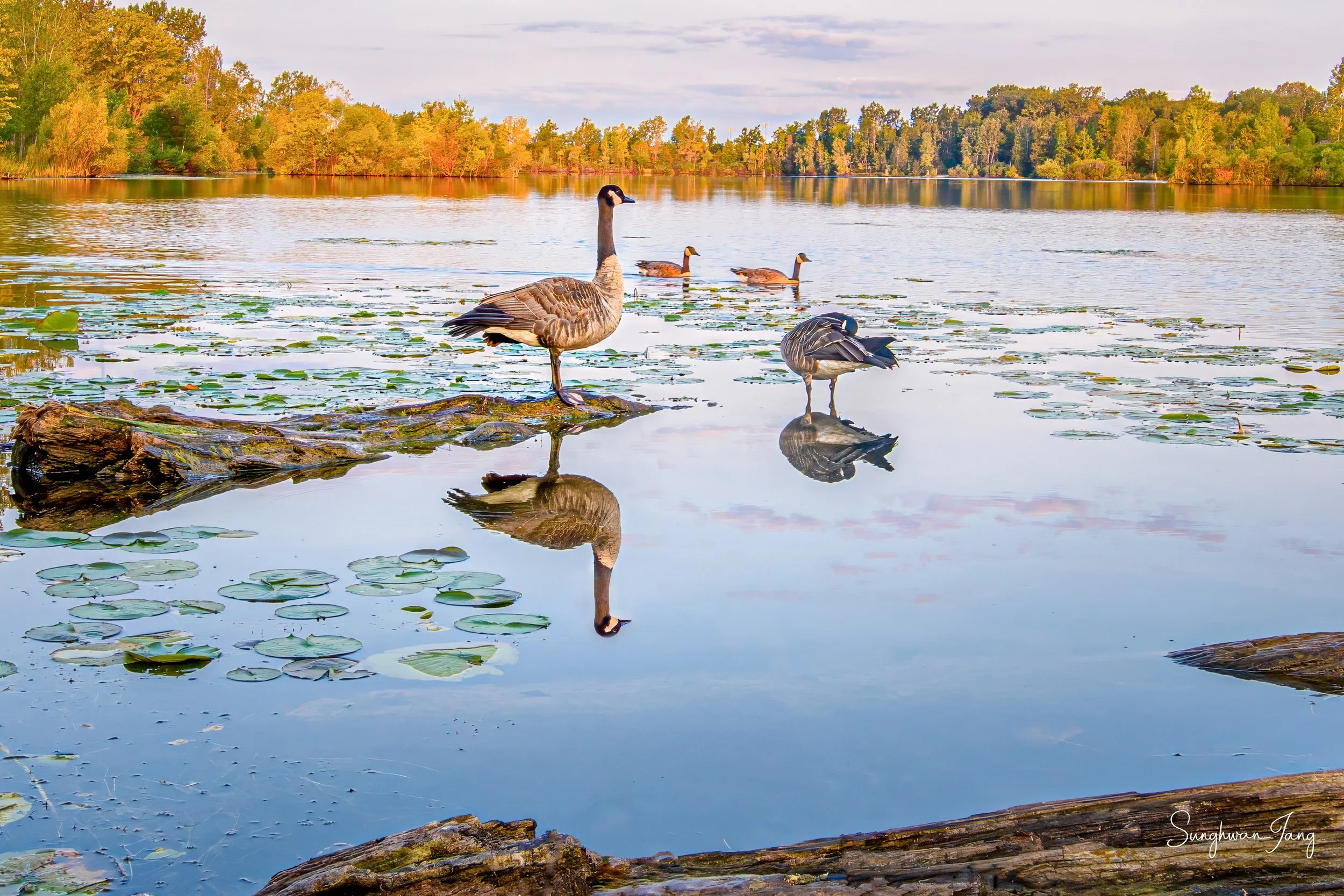 A group of geese, some standing on rocks and others swimming in a lake surrounded by trees with autumn foliage.