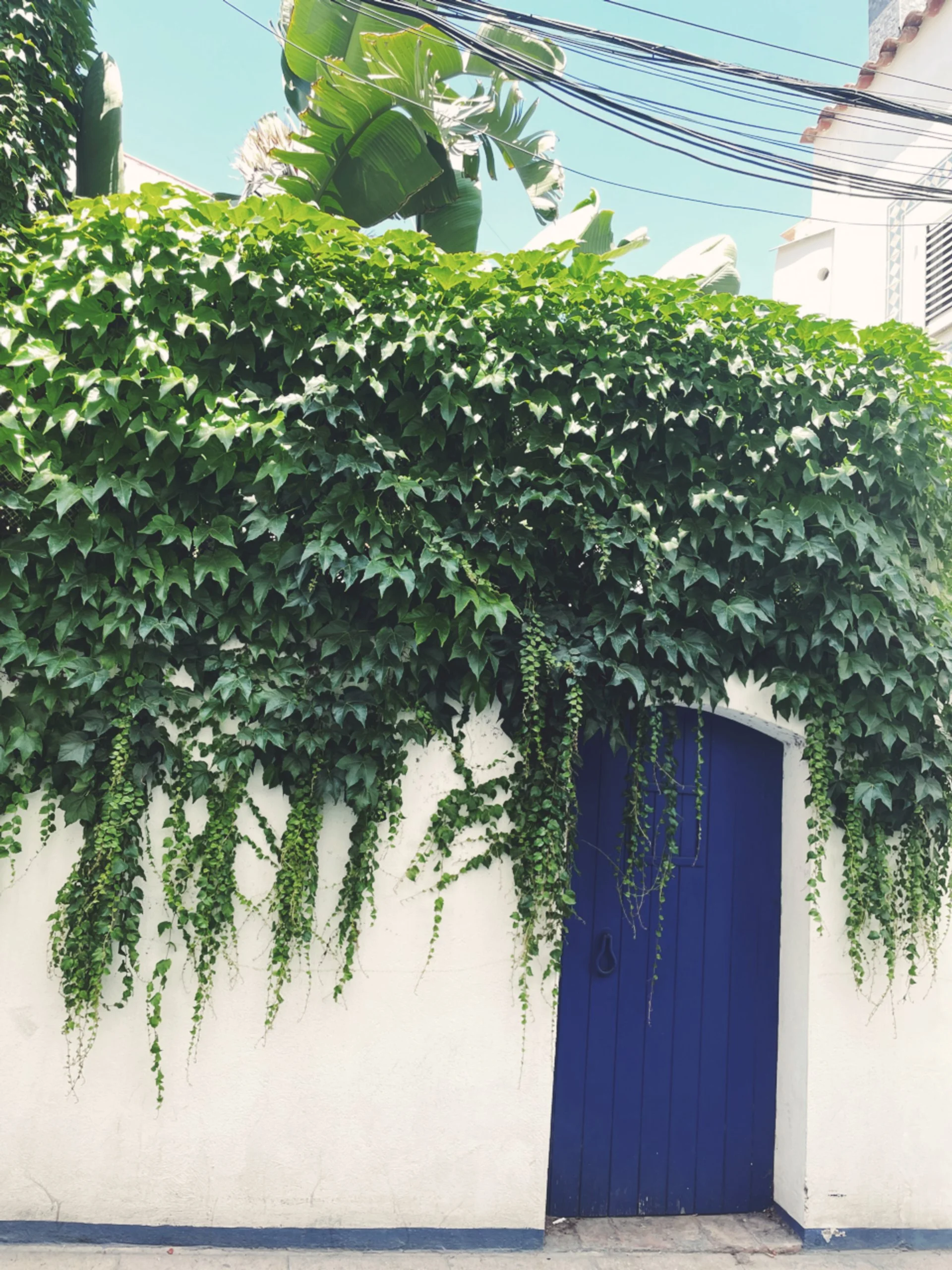 Flüsternde Tür mit blauer Farbe, umgeben von üppigem grünen Efeu auf einer weißen Wand. Im Hintergrund sichtbare Stromkabel und Bananenblätter unter klarem Himmel.