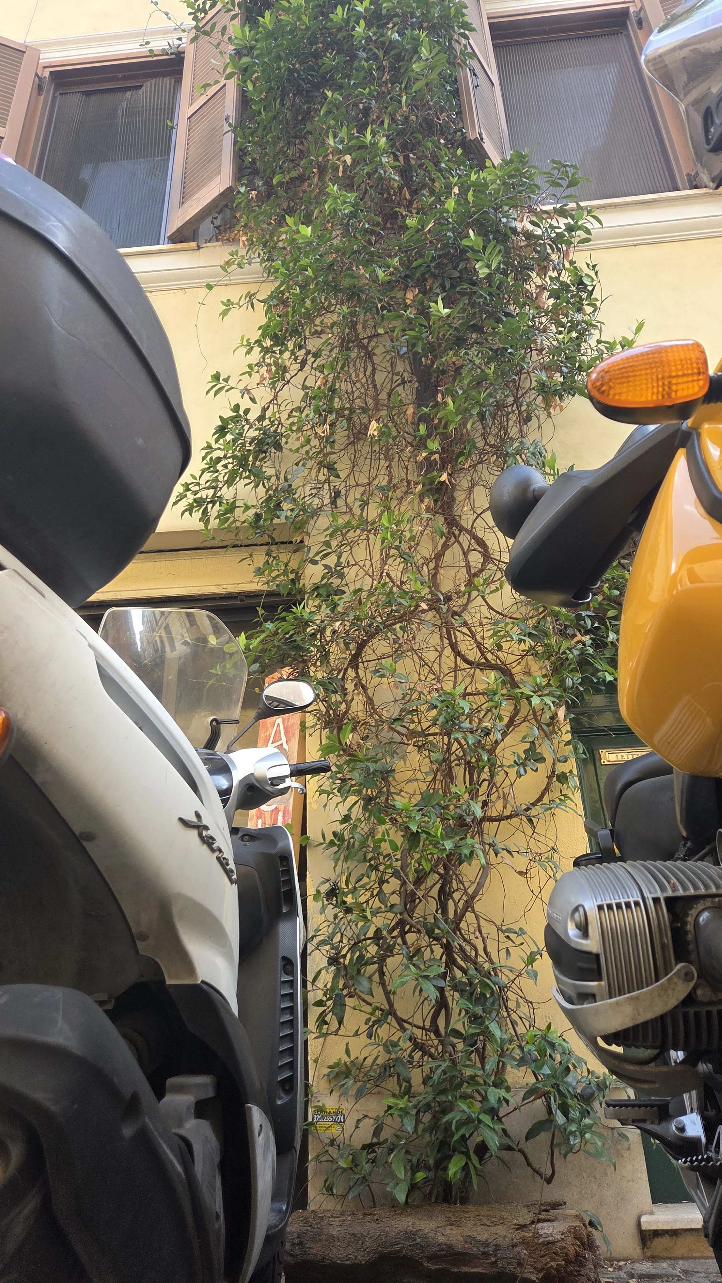 Zwei Motorroller auf einem geparkten Platz, umgeben von einer Kletterpflanze an einer gelben Hauswand mit offenen Fensterläden.