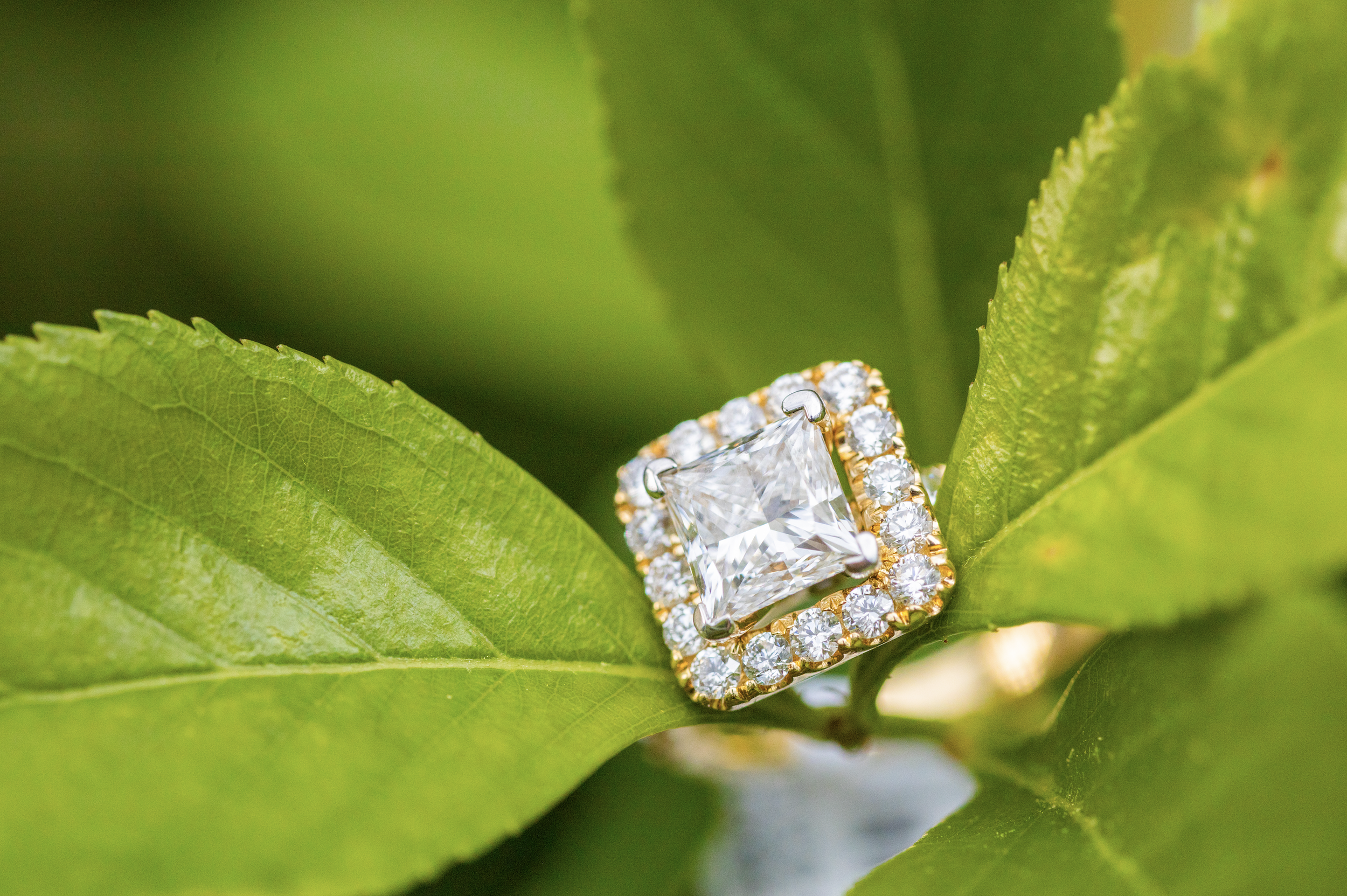 Close-up of a large, clear, square-cut diamond ring surrounded by smaller diamonds on a gold band, resting on green leaves.