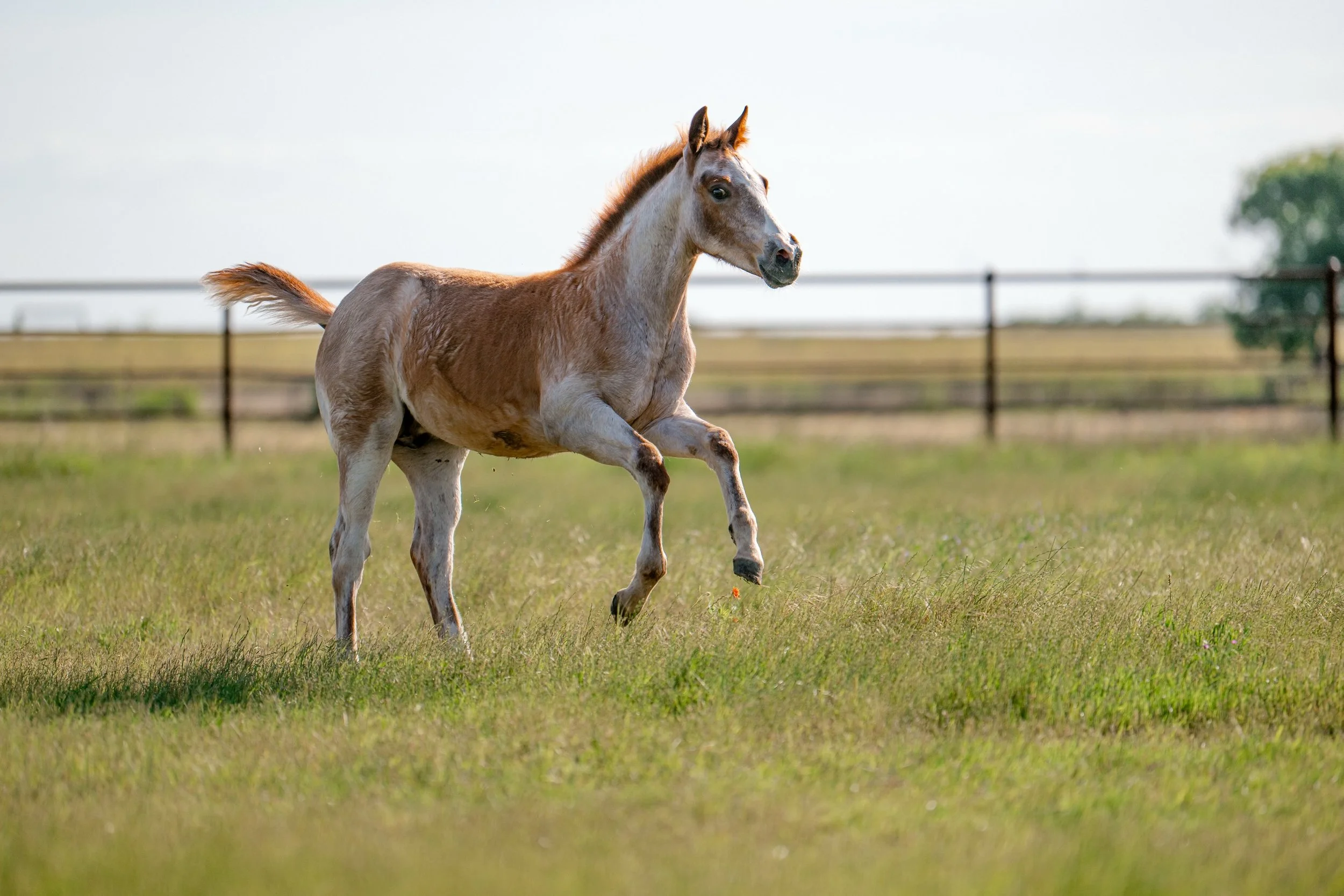 𝑨 𝒏𝒆𝒘 𝒄𝒉𝒂𝒑𝒕𝒆𝒓 𝒃𝒆𝒈𝒊𝒏𝒔.

One of the first foals to arrive at Godchaux Ranch has officially hit the ground, and we couldn&rsquo;t be more excited for what&rsquo;s ahead.

By @lonewoolf_stallion and out of ASpoonfulOfMetallic, this colt 