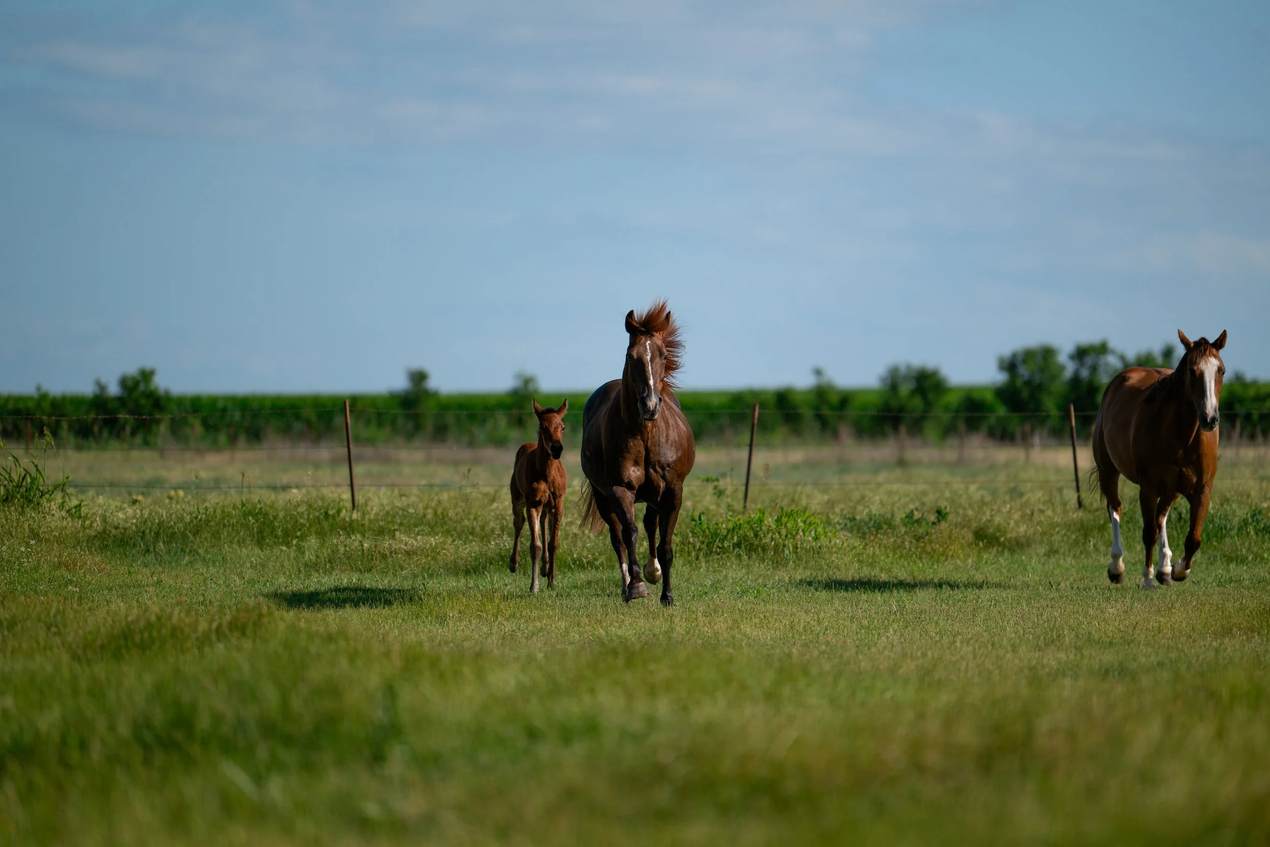 Three horses, including a foal, grazing in a green pasture with trees and a blue sky in the background.