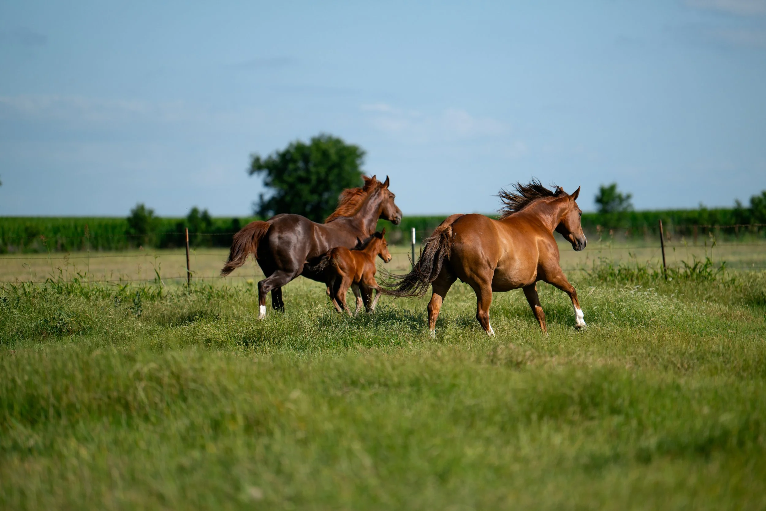 Ranch scene with four horses—two adult and two foals—running across a grassy field under a blue sky with some clouds.