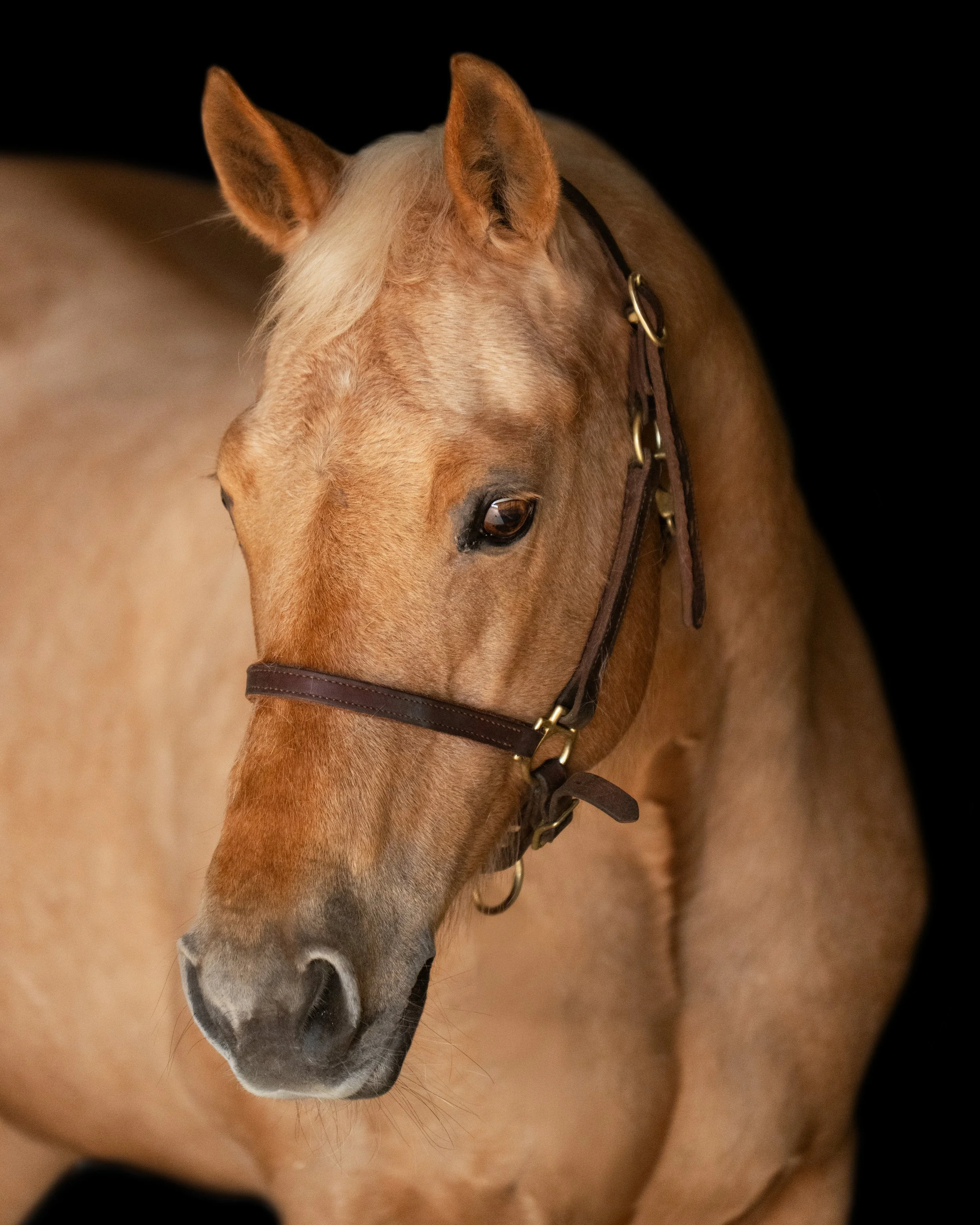 Close-up of a light brown horse with a dark background, wearing a brown halter.