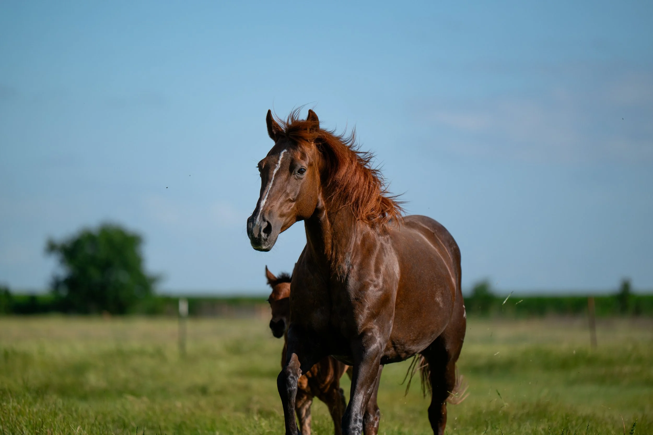 A brown horse running in a green pasture under a clear blue sky.