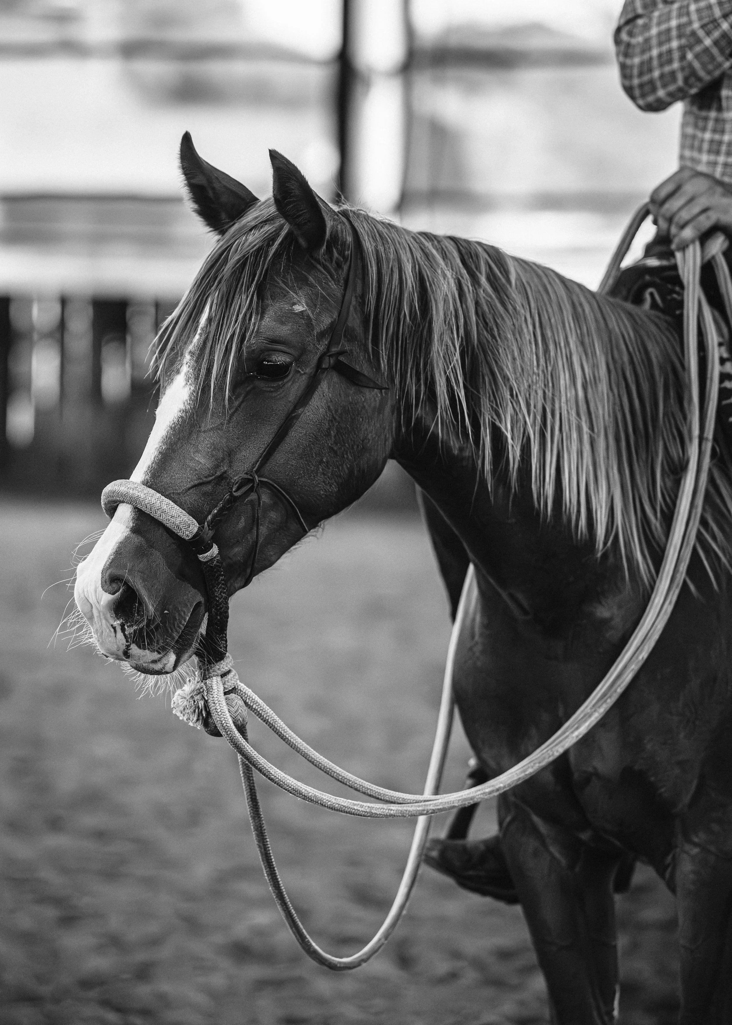 A close-up black and white photo of a person wearing a plaid shirt, holding a horse's reins, with the horse's head lowered and eyes closed, in an outdoor setting.