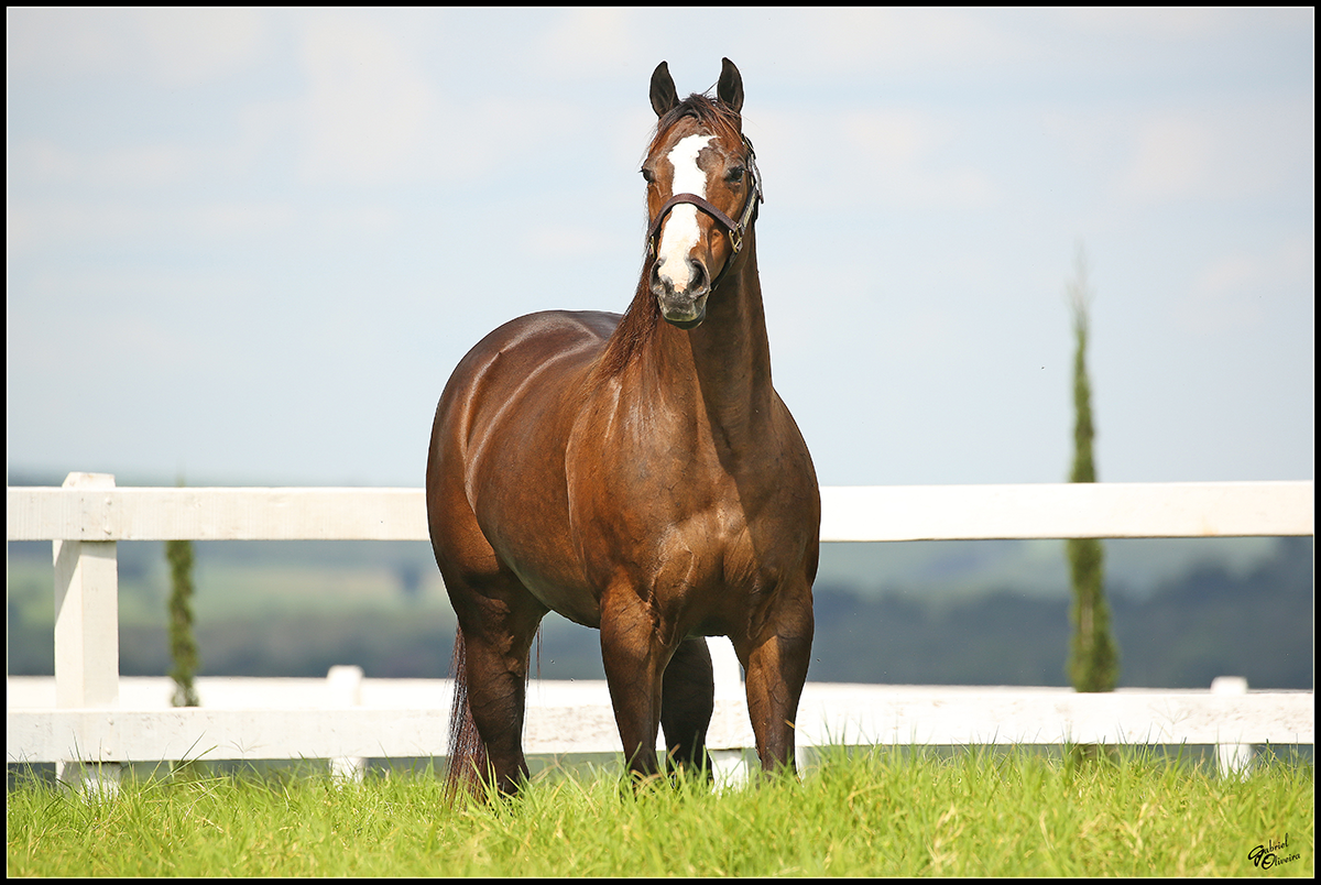 A brown horse standing on green grass in a fenced outdoor area, with a light blue sky and hills in the background.