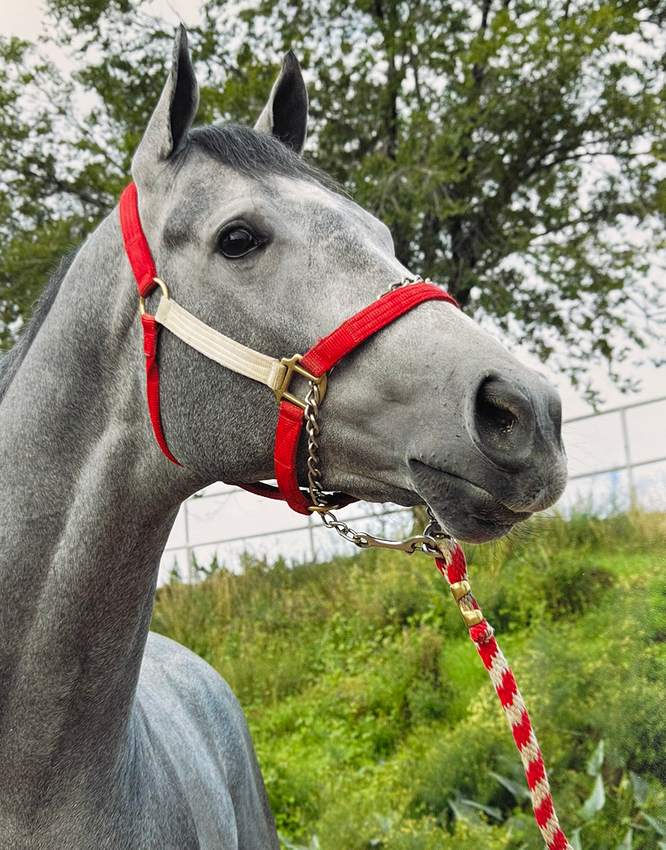 Close-up of a gray horse with a red and white halter, standing outdoors with green trees and bushes in the background.