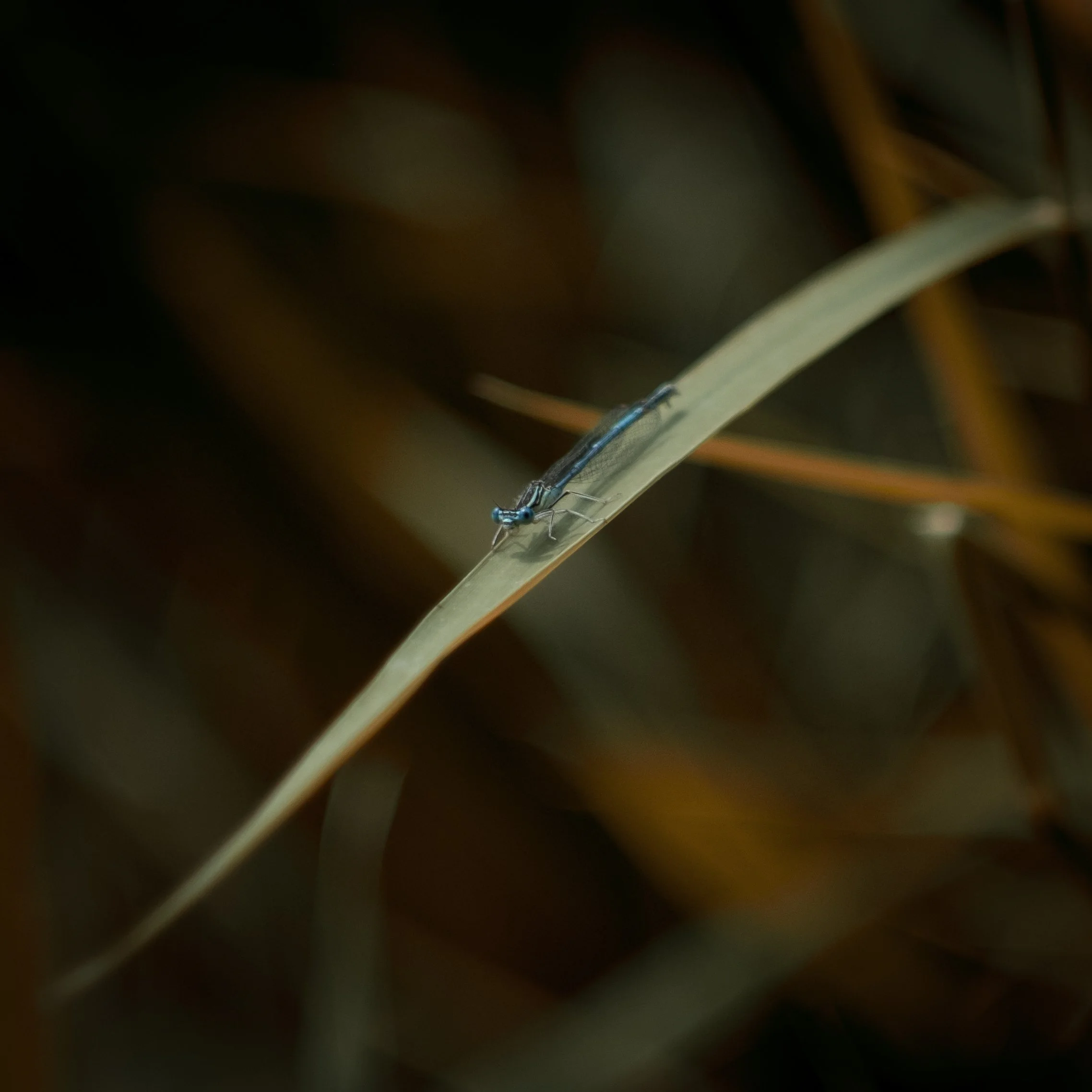 DSCF4591.jpg