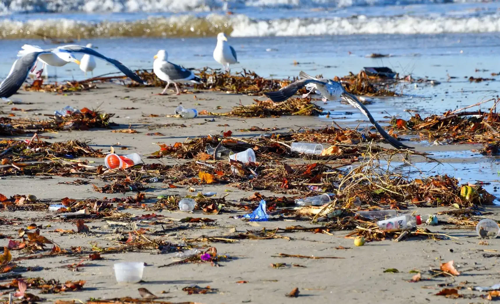 Why Picking Up Trash Matters — and How You Can Help