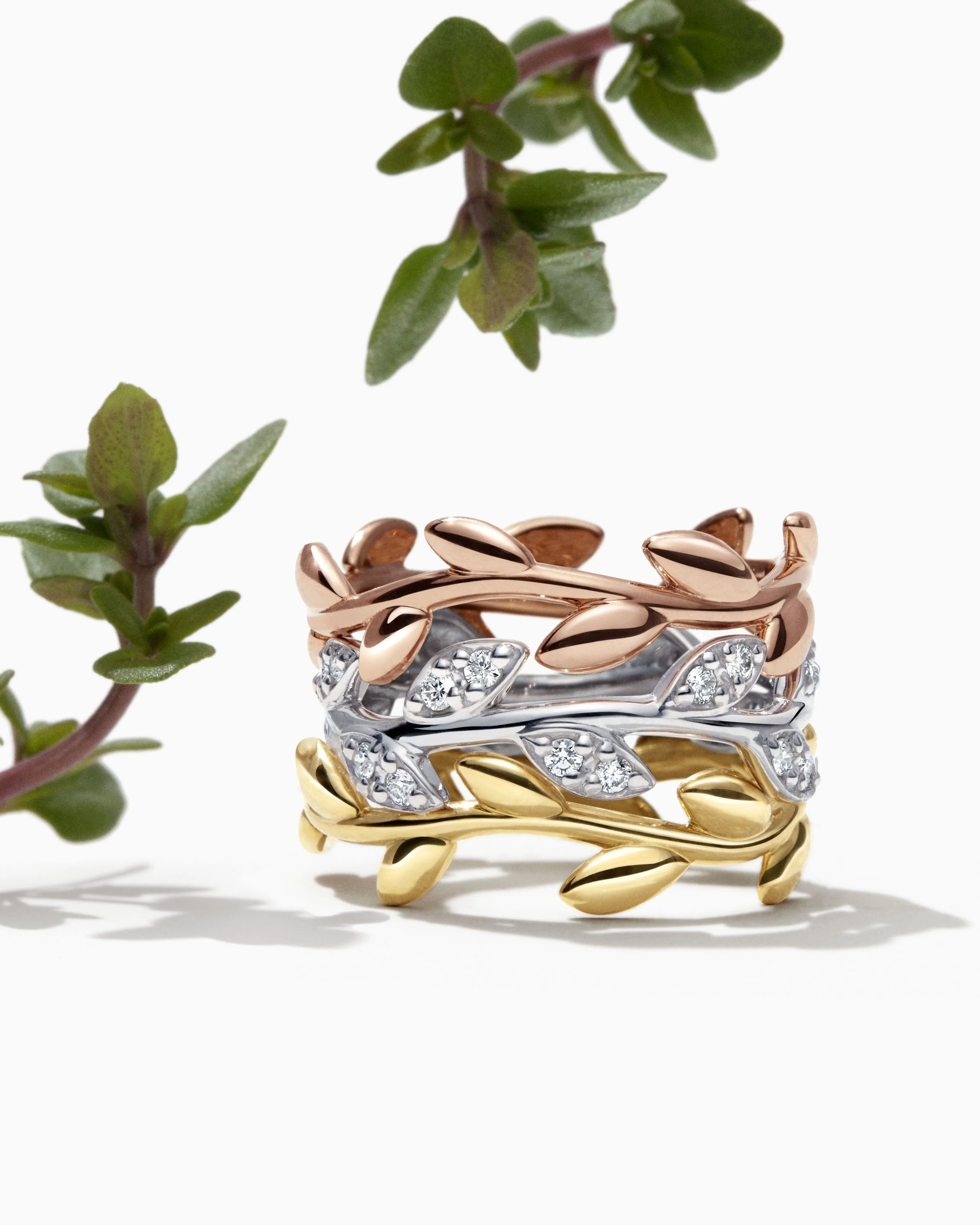 OliveLeaf_TiffanySocial_TheodoraRichter_R3_QC.jpg