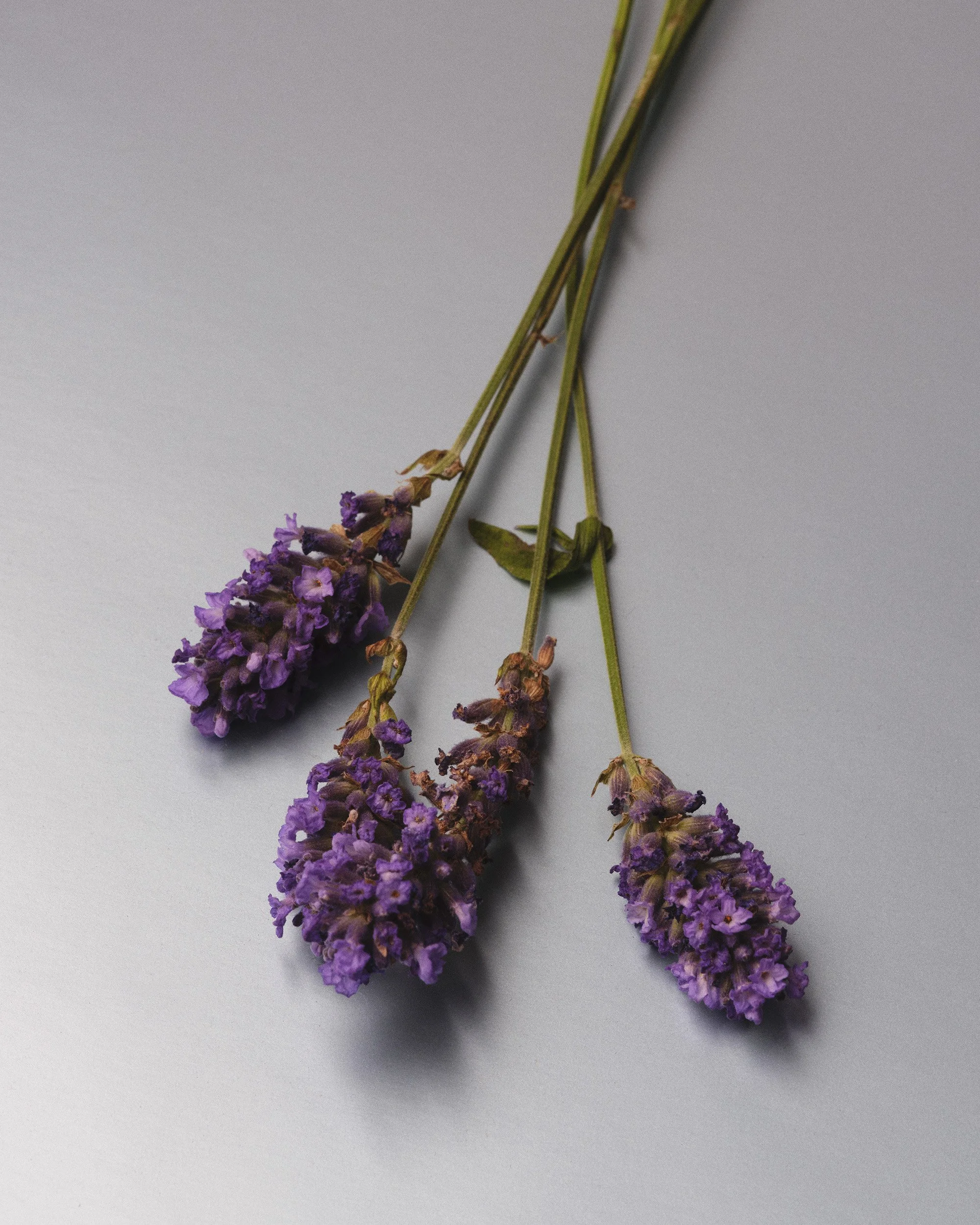 TEST_JUNE_2026_COLORS2868.jpg
