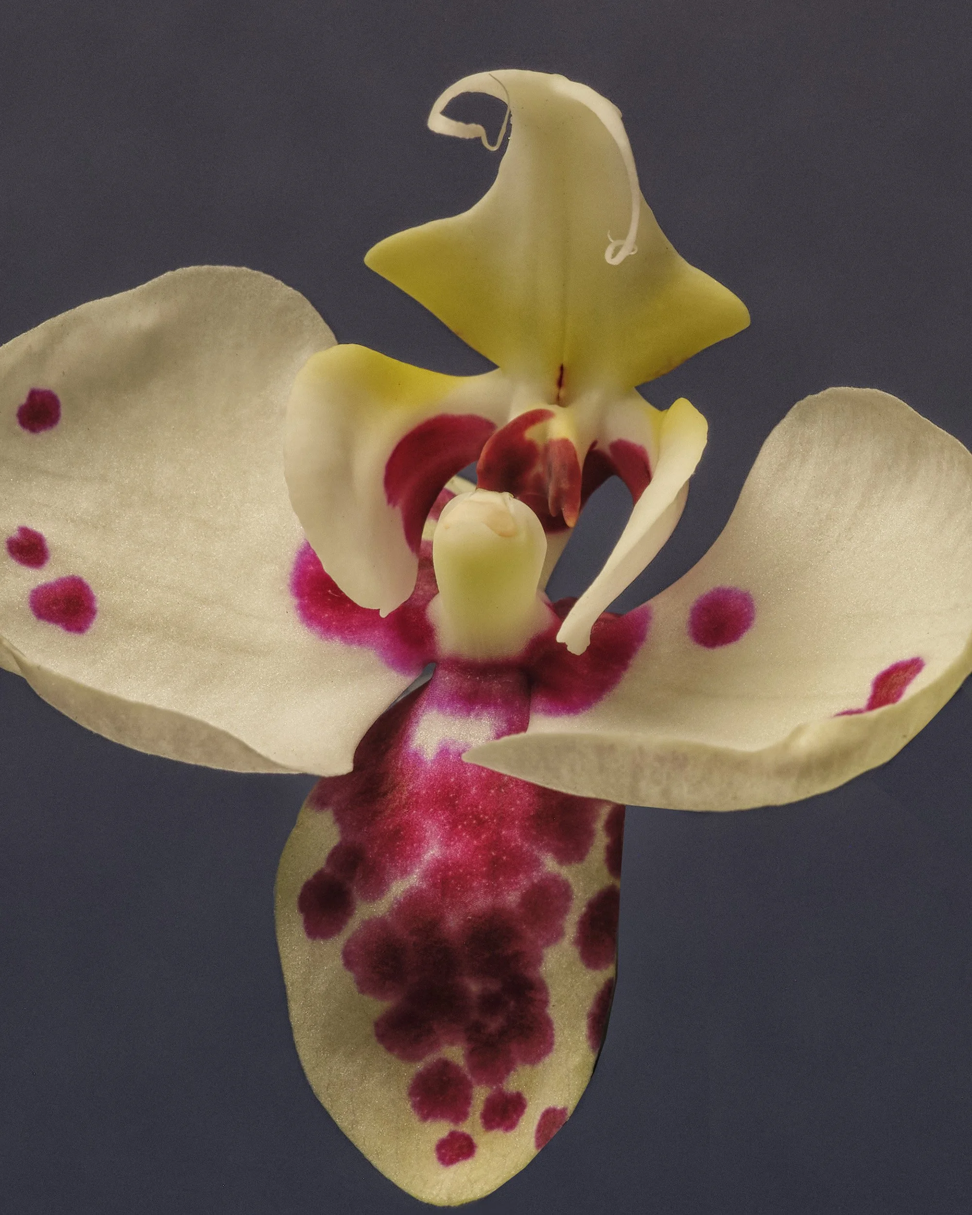 TEST_JUNE_2026_COLORS0193.jpg