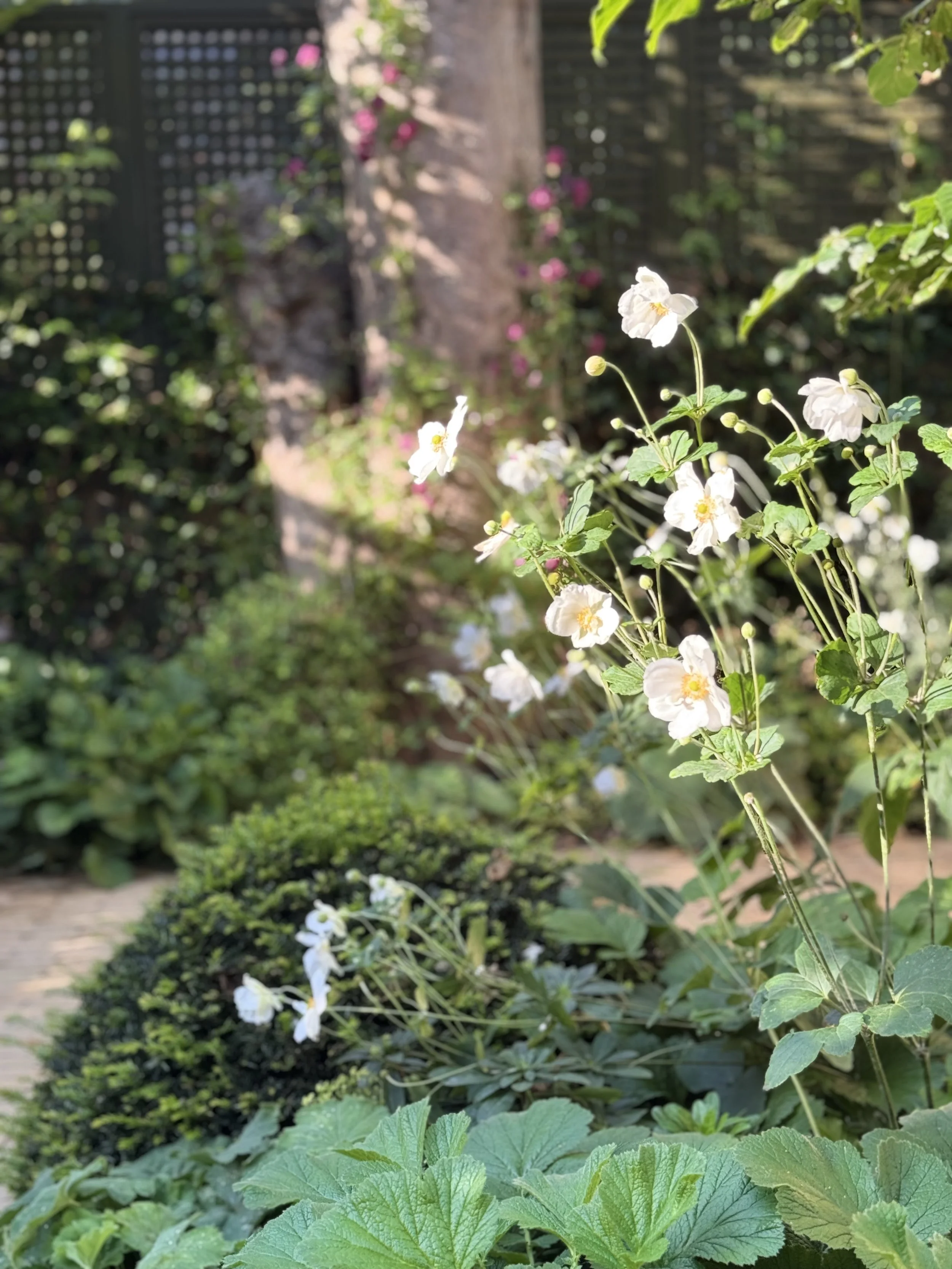 IMG_3810.jpeg