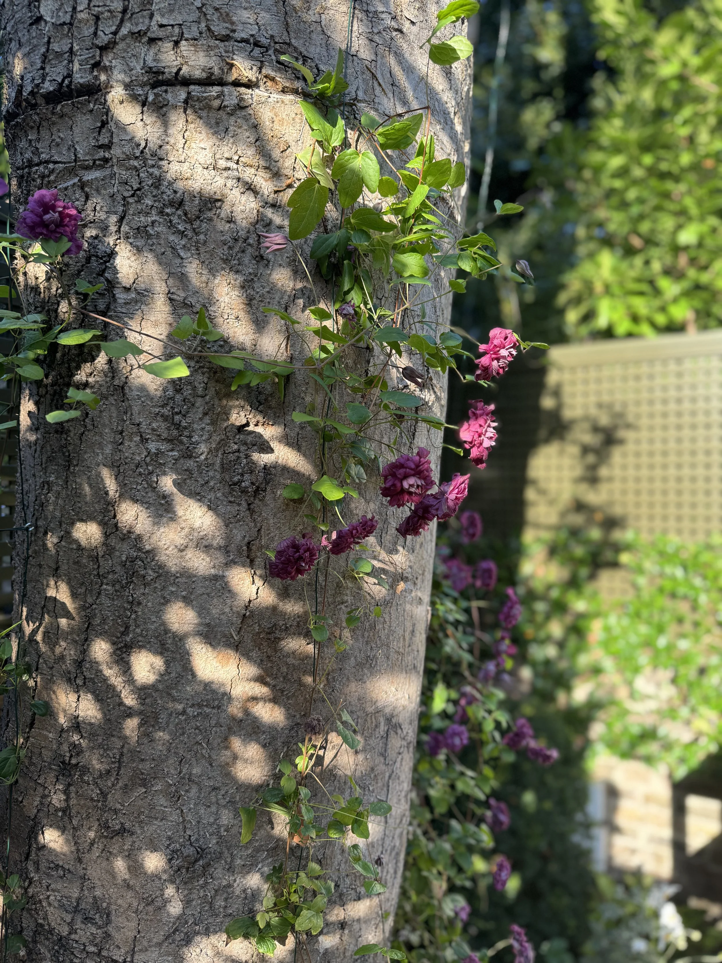 IMG_3890.jpeg