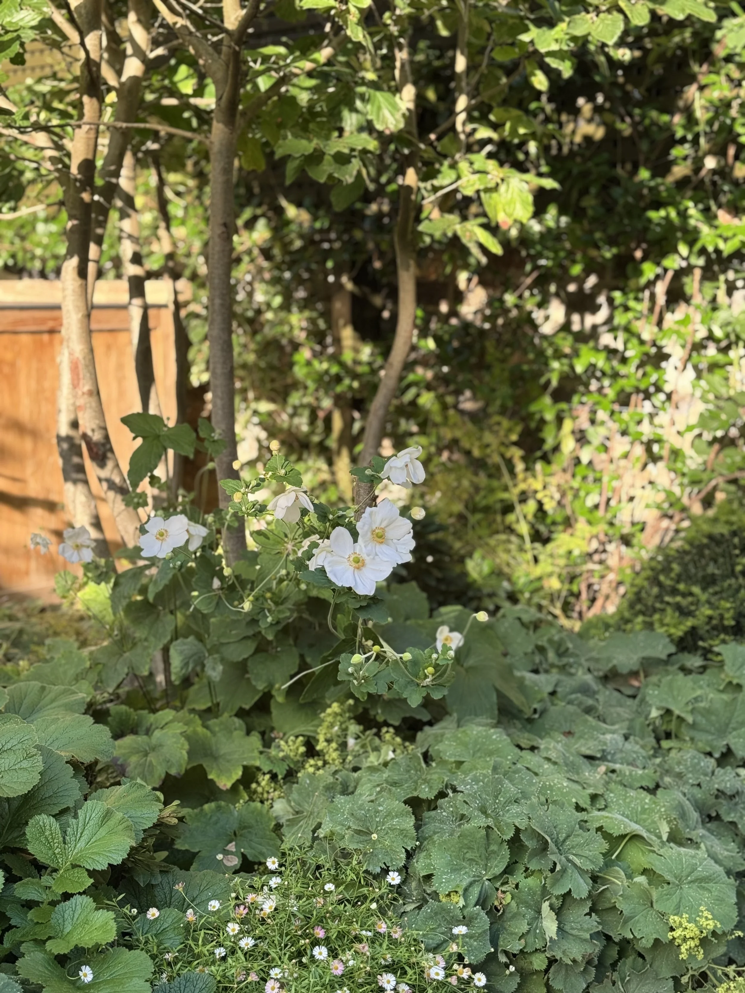A Brook Green Garden