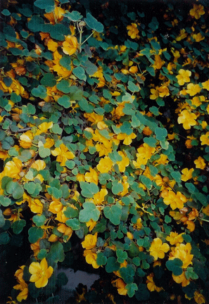 Close-up of yellow flowers with green leaves on a bush.