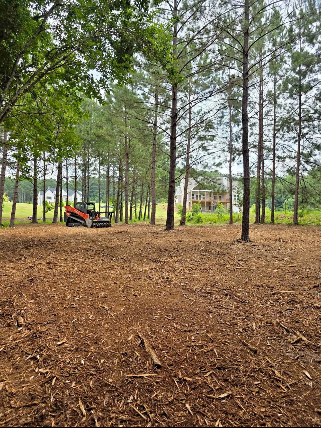A cleared area with dirt and wood chips surrounded by tall pine trees, with a tractor or lawn equipment in the background and residential houses visible beyond the trees.