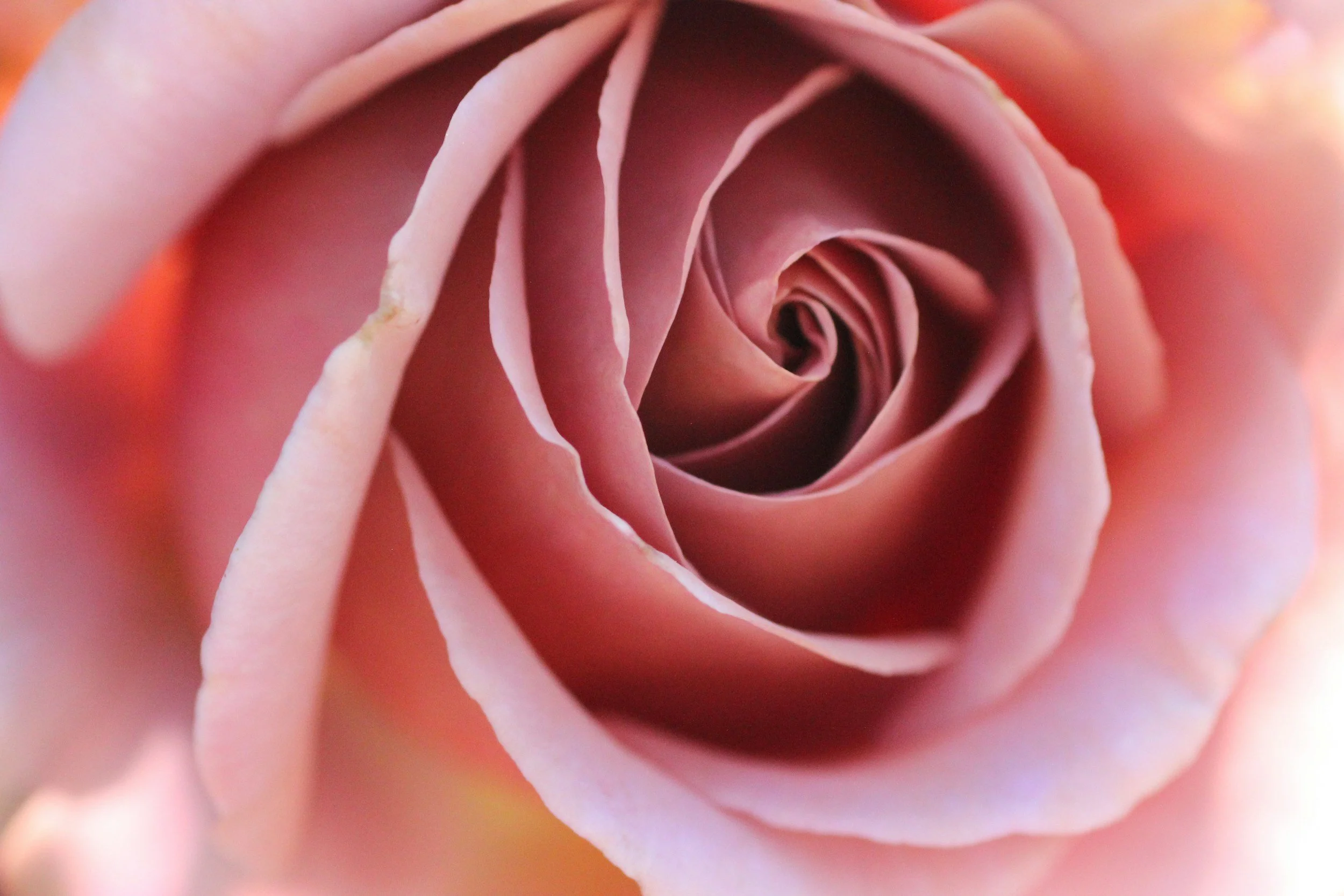 Close-up of a pink rose showing its petals curled inward in a spiral pattern.