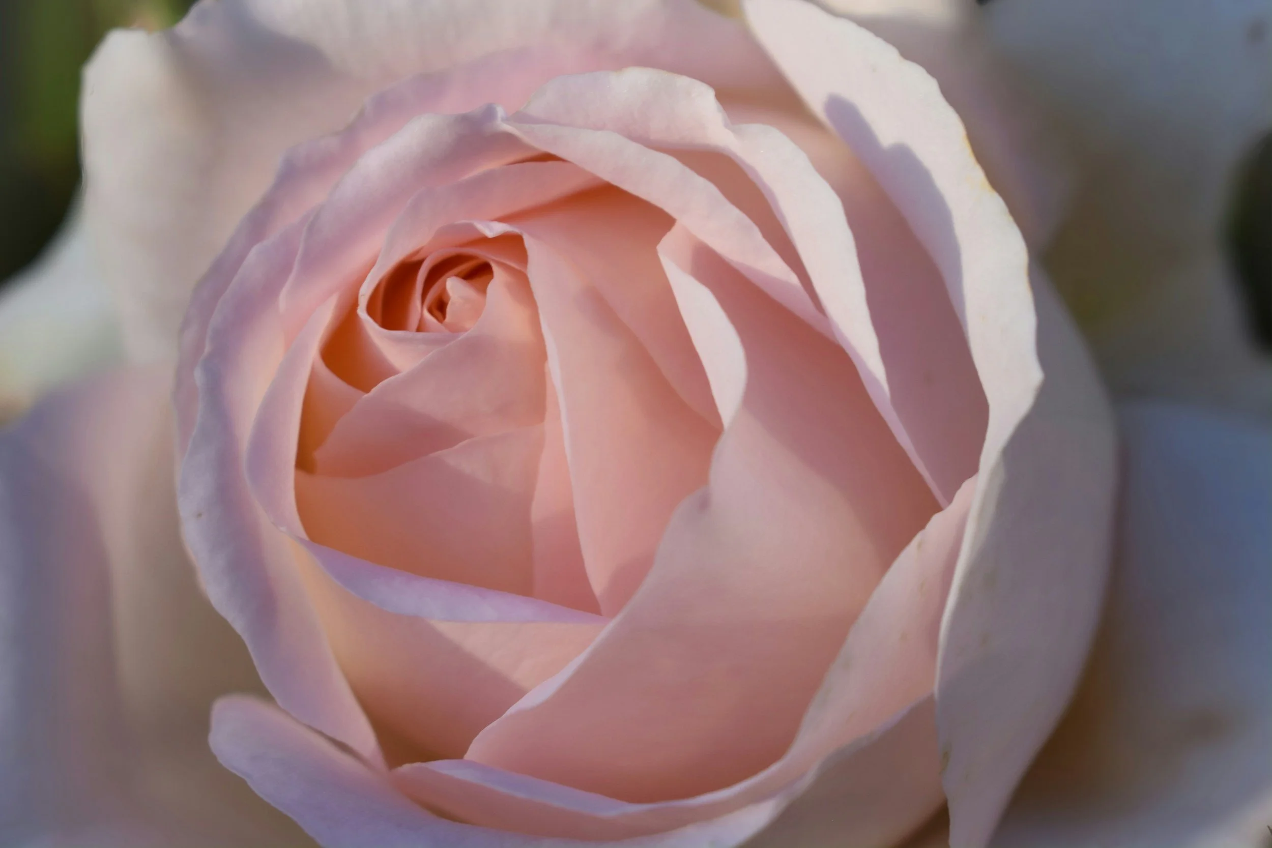 Close-up of a light pink rose in full bloom with delicate petals curling outward.