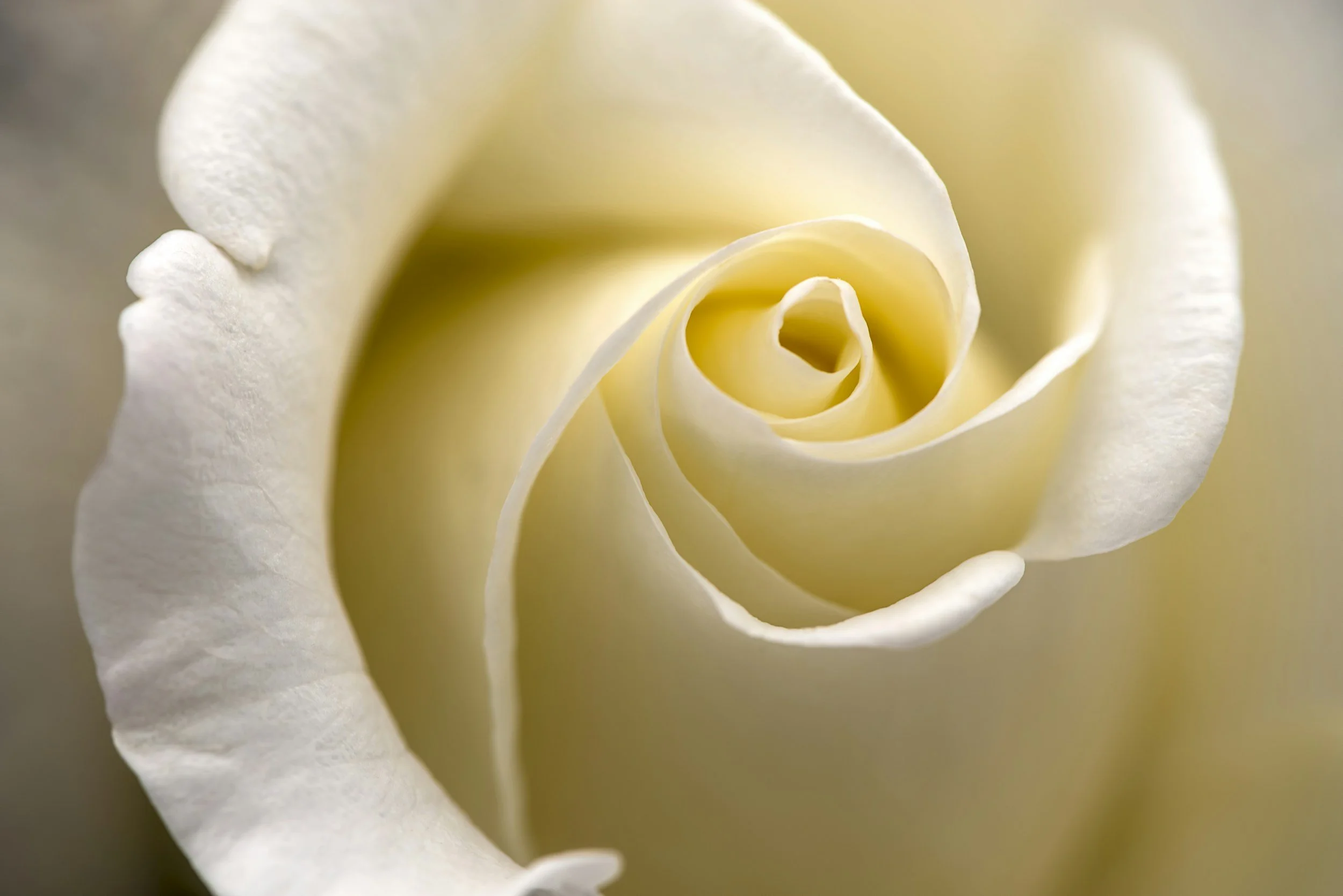 Close-up of a white rose with softly curled petals.