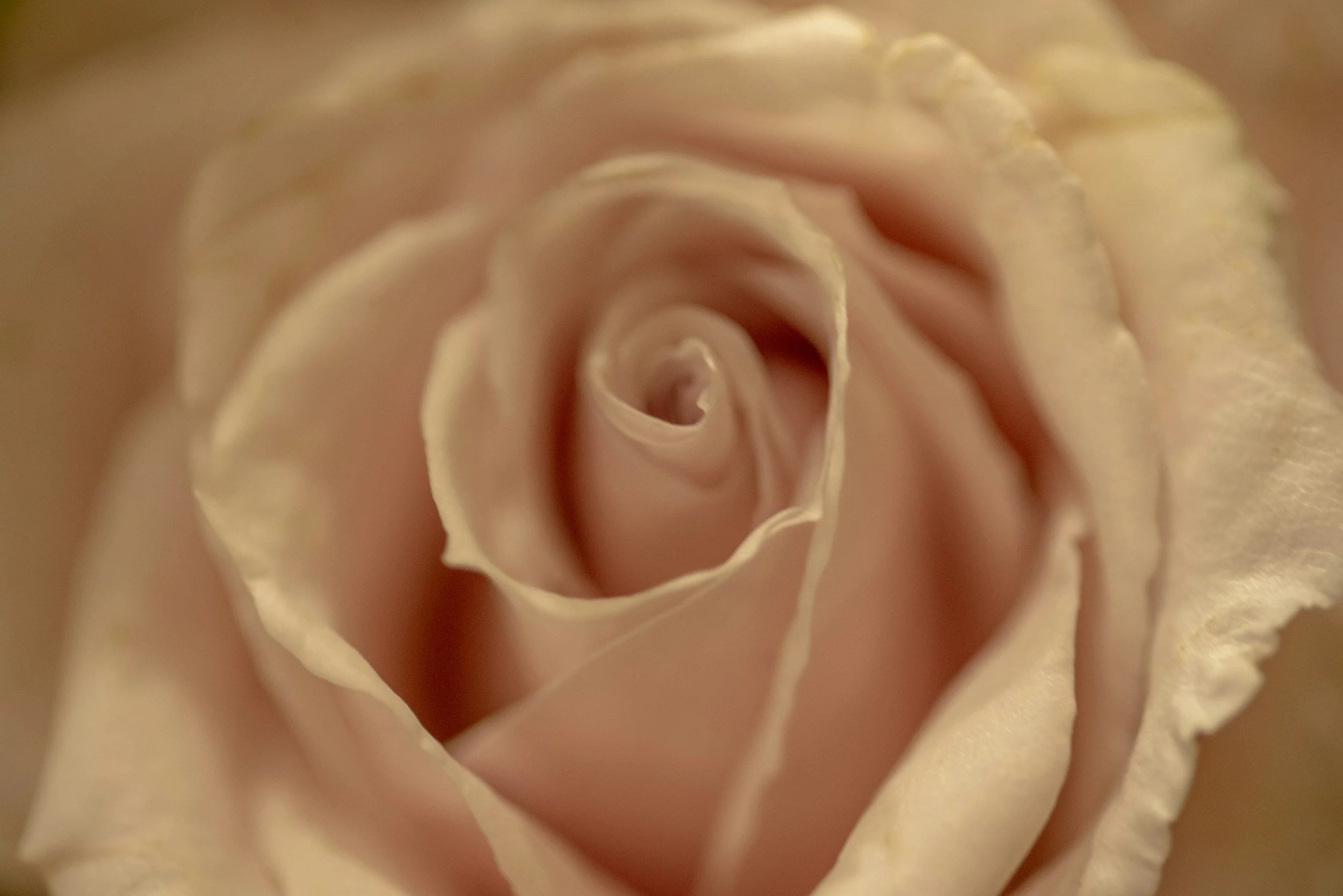 Close-up of a pale pink rose with soft, layered petals spiraling inward.