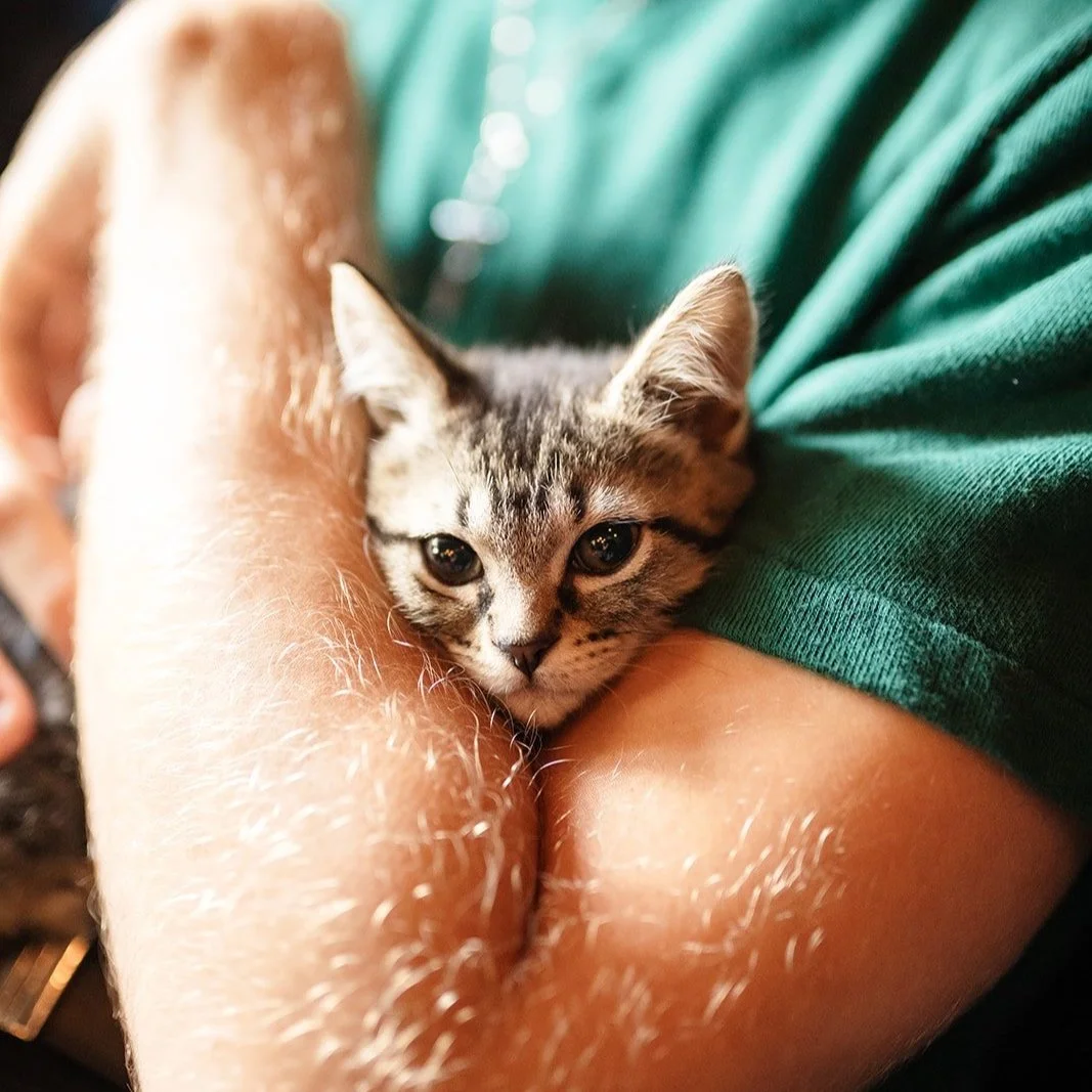 Kittens + Beer
