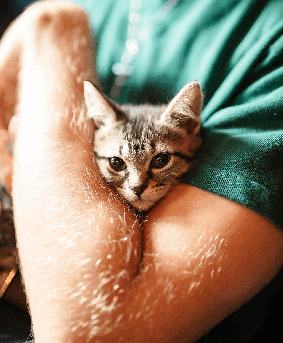 Kittens + Beer