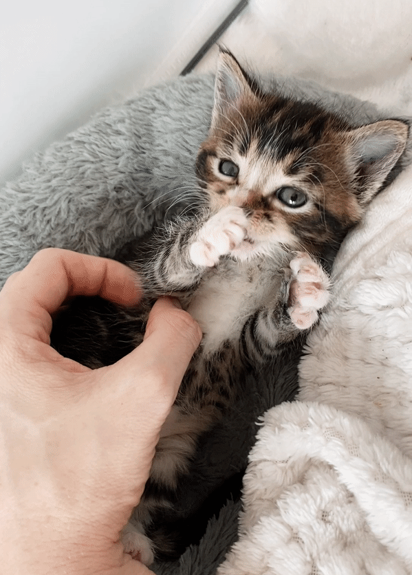 Pet Adoption Drive